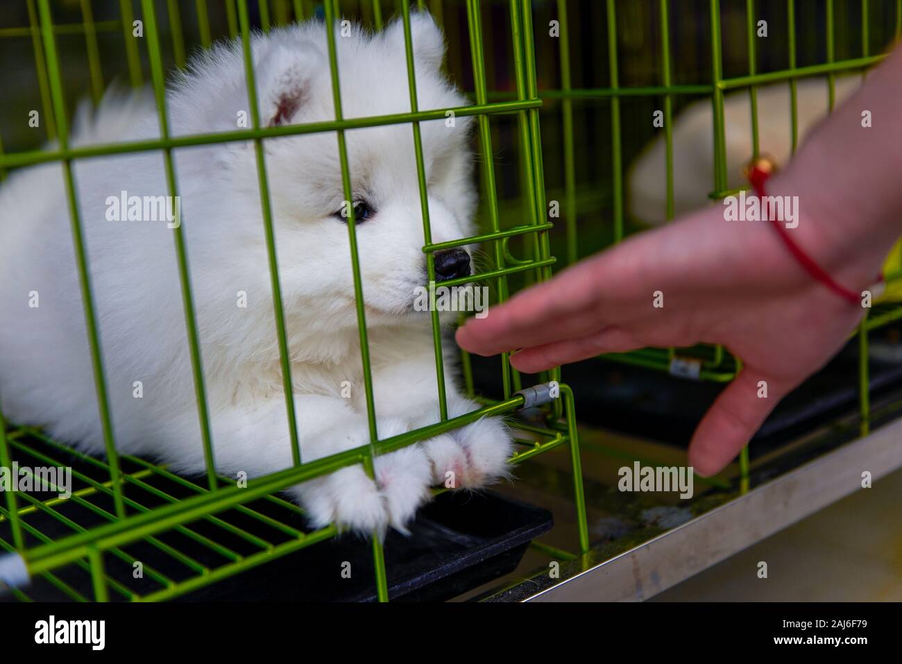 Un chien amused samoyed dans une cage Banque D'Images