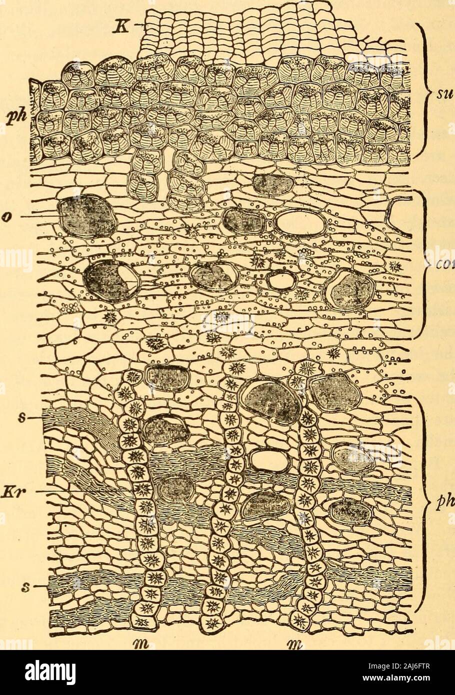 La pharmacognosie scientifique et appliquée destiné à l'usage des étudiants en pharmacie, comme un livre à la main pour les pharmaciens, et comme ouvrage de référence pour l'alimentation et des analystes et des pharmacologues . rcial fournitures sont obtainedfrom New Providence, l'une des îles des Bahamas. Description. En épic ou des pièces courbes transversalement, de 1 à 3cm de longueur, 1 à 4 cm. de largeur, et 1,5 à 5 mm. d'épaisseur;surface extérieure légèrement jaunâtre-brun à brun-orange, quelque peu squameuses,plus ou moins réticulé, avec des fissures transversales occasionnelles et patchesof gris-argenté liège ; surface intérieure blanc jaunâtre, finement stri Banque D'Images