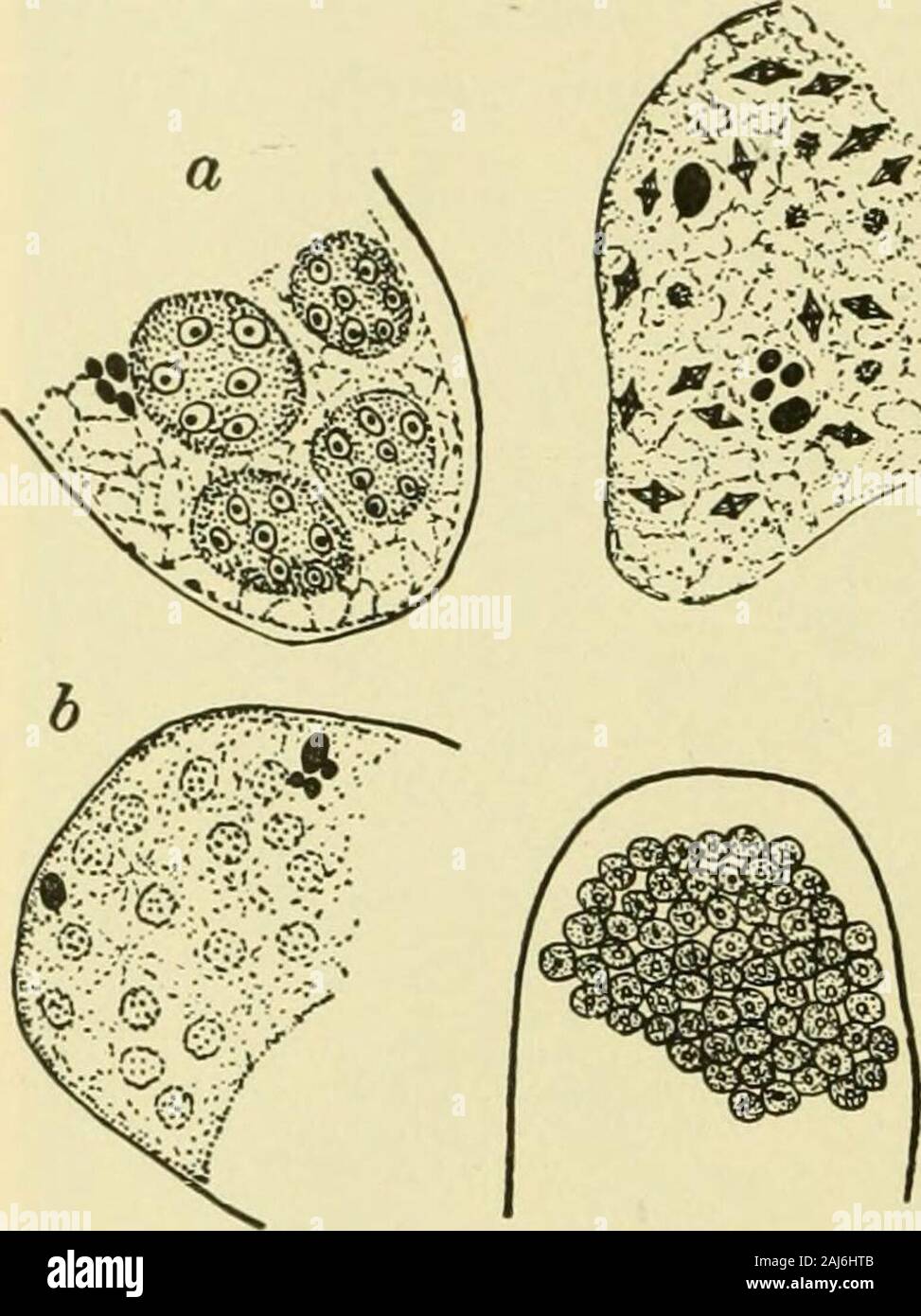 Fungous les maladies des plantes . FiG. 20. Un échantillon de affectés par l'Chou champignon de la hernie. (Cellules envahies et élargie phloème multiplié) incaiia Ibcris unibcllata et ola sont des hôtes. Il semble y être littlerecent données d'intérêt portant sur l'susceptibilityof comparative de différentes variétés de plantes cultivées. De nombreuses erreurs havedoubdess été faits dans l'attribution de ce champignon semble blessures-ing sur d'autres ordres de plantes hôtes, et parfois même thoseupon crucifères, en raison de vers nématodes. Il est souvent difficile d'todistinguish entre les deux causes de maladie. lOO FUNGO Banque D'Images