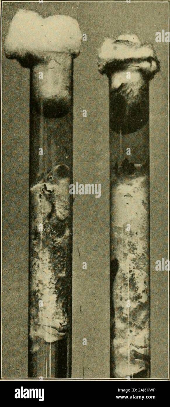 Les maladies des plantes Fungous . r des tubes eux-mêmes, il serait bien de wipeout le cas soigneusement avec un dés-infectant avant utilisation. Il isdesired où pour empêcher tout evapora-tion dans des conditions normales d'ofaeration une méthode différente est nec-saires. Les cultures peuvent être putinto un bécher propre ou en étain avec un vesselfitted écran zinc, ou crosswired avec le cuivre, servant à sep-arate les tubes de contact onewith l'autre. Après l'thoroughlyflaming oftubes les bouchons le navire peut être placée dans une smalldish ou la plaque d'eau contenant un peu de bichromate de potassium et l'ensemble recouvert d'une cle Banque D'Images