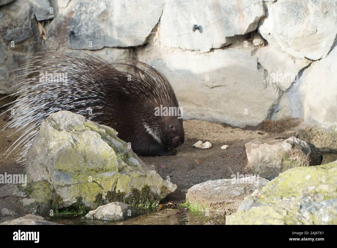 Mangez des Porcupine au zoo Banque D'Images