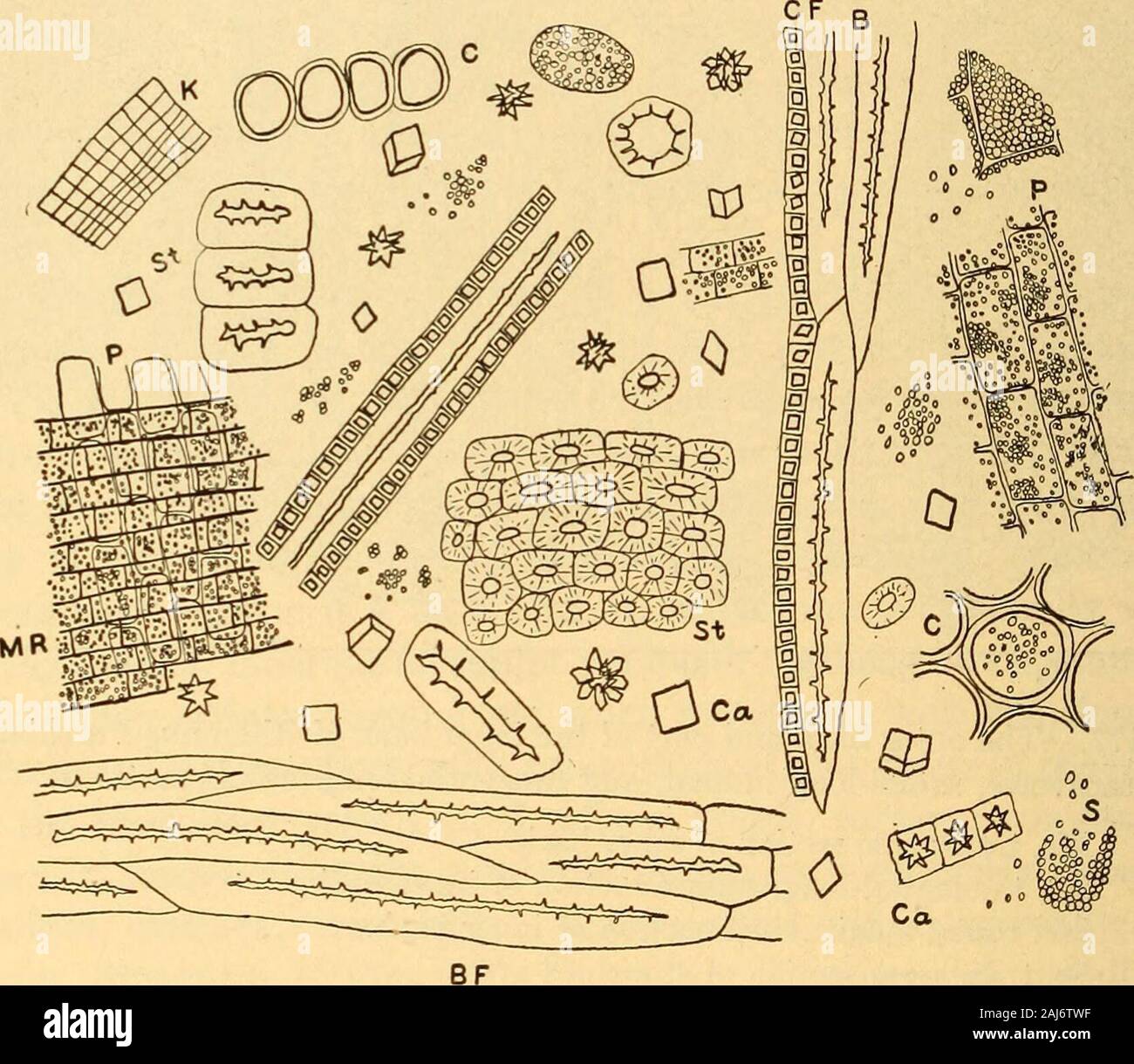 La pharmacognosie scientifique et appliquée destiné à l'usage des étudiants en pharmacie, comme un livre à la main pour les pharmaciens, et comme ouvrage de référence pour l'alimentation et des analystes et des pharmacologues . Radial ,-section longitudinale de la surface de cellules de pierre.il, la section transversale des couches externes du cortex.hr, radial-section longitudinale des couches externes du cortex.KC, KT, Kr, transversal et longitudinal tangentiel-longitudinalsections radiale du liège.6, fibres libériennes./, fibres de cristal.p, le parenchyme.e, sieve.sk, cellules de pierre.m, cellules des rayons médullaires,c, collenchyme. Scientifique et appliquée 418 oidical gr amidon Pharmacognosie Banque D'Images