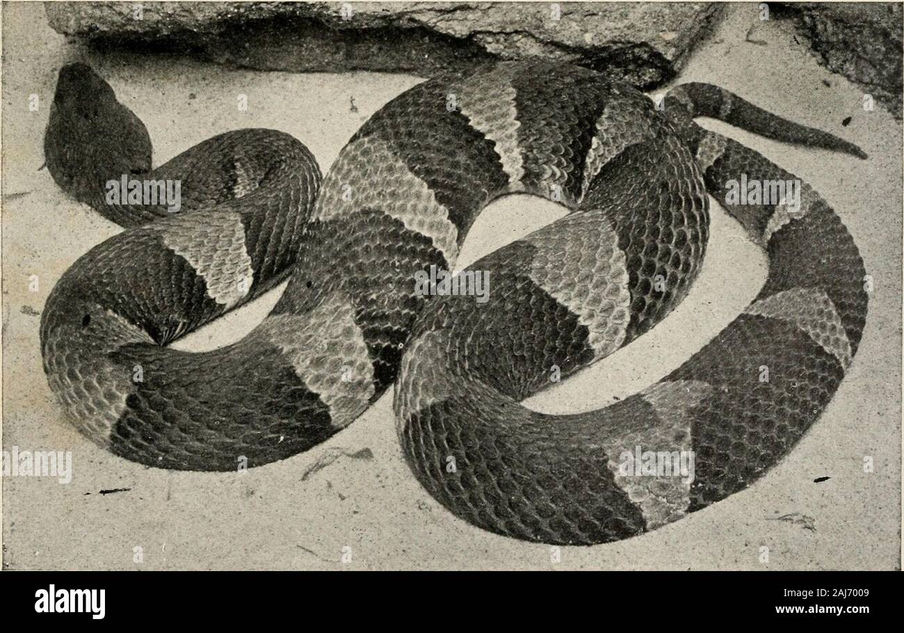 Le livre de reptiles ; un travail de vulgarisation sur la structure et les habitudes des tortues, les crocodiles, les lézards et les serpents qui peuplent les États-Unis et le nord du Mexique . Serpent COPPERHEAD, conlortrix Ancistrodon-Common PhaseA reptile très dangereux de l'Est de l'Amérique du Nord. Elle pousse à une longueur de trois pieds et demi. Serpent COPPERHEAD, Ancistrodon contortrix-Texas phase dans l'extrême sud des États-Unis, le serpent Copperhead va aussi loin vers l'ouest un* le Rio Grande Western RiverThe phase a beaucoup plus large et moins de bandes, tandis que l'adulte a un vert pâle Banque D'Images Le livre de reptiles ; un travail de vulgarisation sur la structure et les habitudes des tortues, les crocodiles, les lézards et les serpents qui peuplent les États-Unis et le nord du Mexique . Serpent COPPERHEAD, conlortrix Ancistrodon-Common PhaseA reptile très dangereux de l'Est de l'Amérique du Nord. Elle pousse à une longueur de trois pieds et demi. Serpent COPPERHEAD, Ancistrodon contortrix-Texas phase dans l'extrême sud des États-Unis, le serpent Copperhead va aussi loin vers l'ouest un* le Rio Grande Western RiverThe phase a beaucoup plus large et moins de bandes, tandis que l'adulte a un vert pâle Banque D'Images