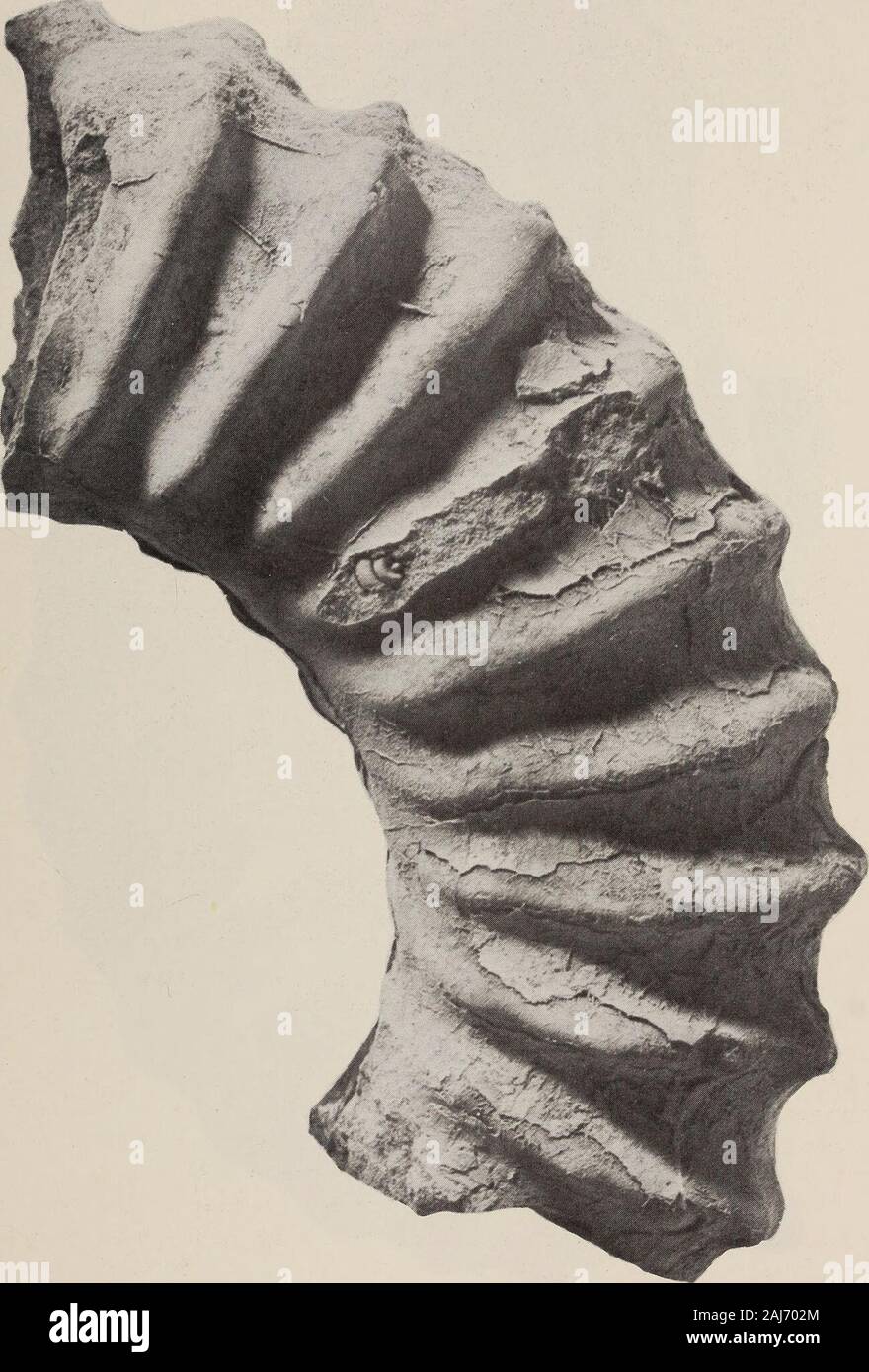 Annales du Musée de l'Afrique du Sud  = Annale van die Suid-Afrikaanse Museum .  ?^^^m n,^^m.. ..^^^J SiiJ .^^^ ? fs : Fig. 74. Collignoniforme Plesiotexanites sp. nov. Paratype SAS-Z1790a. Fermer-upof verticilles intérieure pour illustrer début de l'ontogénie, x c. 5. tubercule ombilical situé en hauteur sur les flancs, et les ondulations des arereminiscent Texanites collignoni quille sp. nov. (Décrit ci-dessous, p. 126), whichoccurs stratigraphiquement plus haut dans la séquence. De même, Texanites texanumS.I., également avec quille, peuvent être dérivées de cette espèce. P. collingoniforme sp. nov. est une région géographiquement separ Banque D'Images