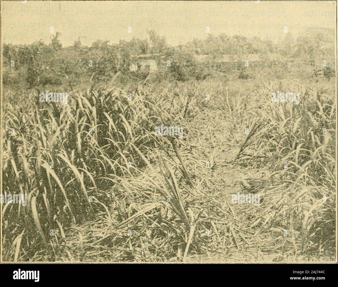 La mosaïque de la canne à sucre et d'autres graminées . beendiscovered ont canne ar qui sont absolument à l'abri sous la mosaïque toutes les conditions d'. La plupart d'entre eux sont du type appelé canne japonais.Leur origine est obscure. Ils ont certaines caractéristiques en com-mon. Tous sont de plus en plus grands avec tiges fines. Ils abund selles-antly ratoon, eh bien, et la production d'un tonnage considérable. Le sucrosecontent n'est pas aussi élevé que dans certains des cannes à larges feuilles, mais insugar par acre ils prendre la première se classent parmi les meilleures variétés existantes.Le Kavangire, Zwinga, UBA, Cayana 10, et de nombreux par othersimported t Banque D'Images