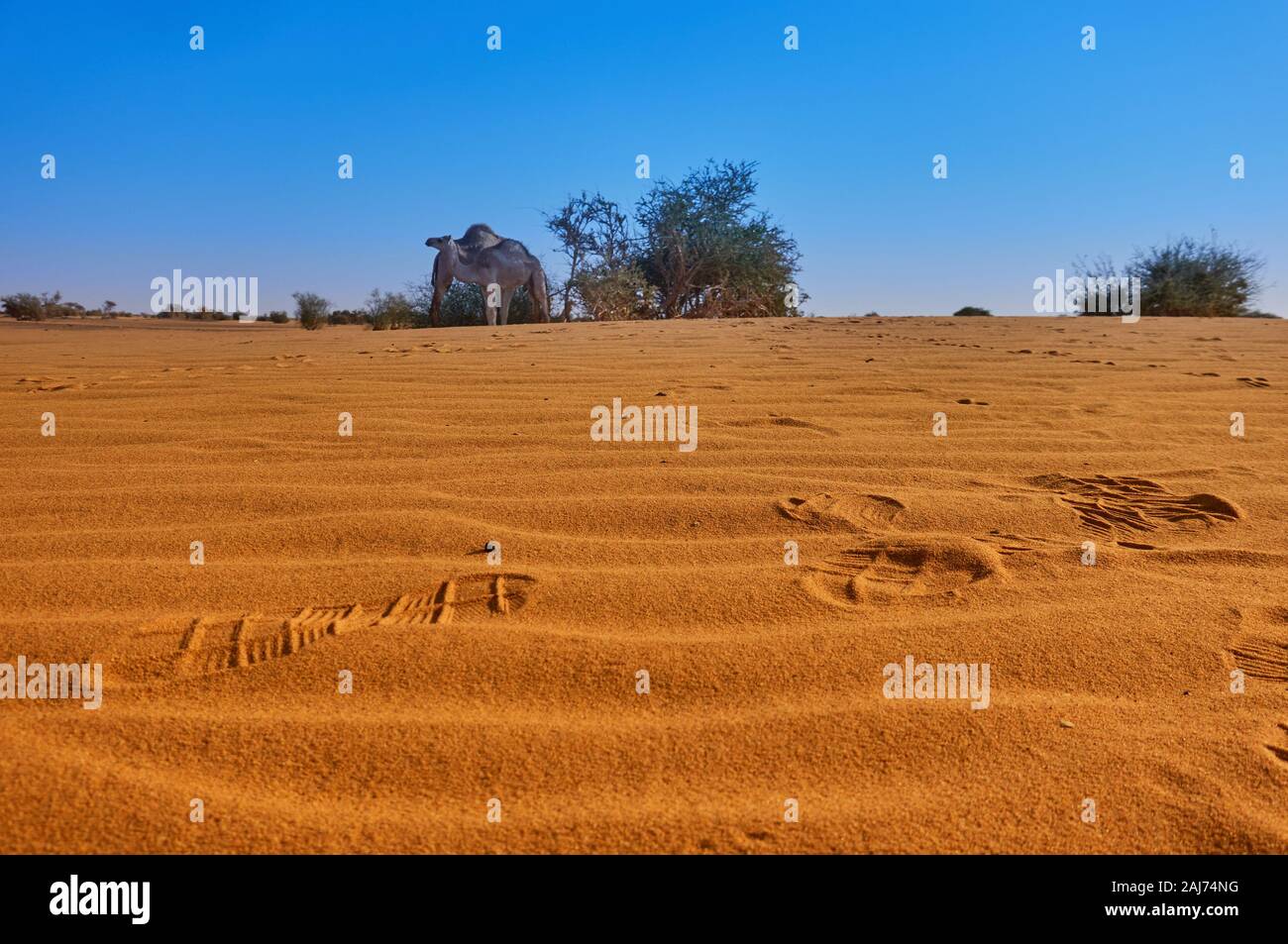 Des traces de personnes sur le vent ondulations dans le Sahara avec un acacia vert bush et chameaux dans l'arrière-plan Banque D'Images