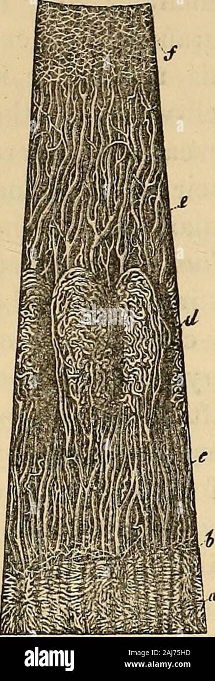 Manuel d'histologie humaine . yvheYe itgivesplaceto,une circonvolutions sont un peu plus grosses de navires,0004 de diamètre, qui, procédant de la face antérieure de l'posteriorciliary branches courtes artères, constituent le procès ciliaires,et sont si étroitement rapprochées que besidesthe, navires et une gaine soutenant les processus homogènes,ces derniers semblent ne contiennent pas d'autres tissus. À partir de ces variouspoints et du muscle ciliaire, qui obtient de même sometwigs à partir de la même les artères, le sang est retourné le principallythrough vorticosce vencs, qui, se trouvant sur les artères,constituer elega Banque D'Images