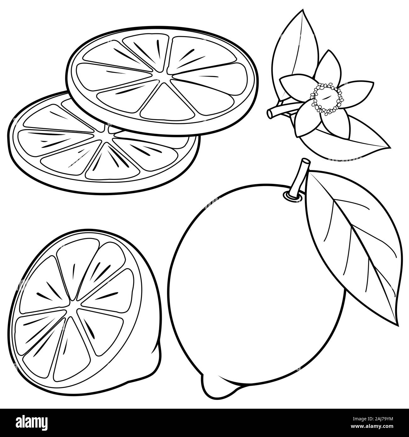 Ensemble de la moitié et tranches de citron citron fruits, fleurs et feuilles. Le noir et blanc à colorier. Banque D'Images