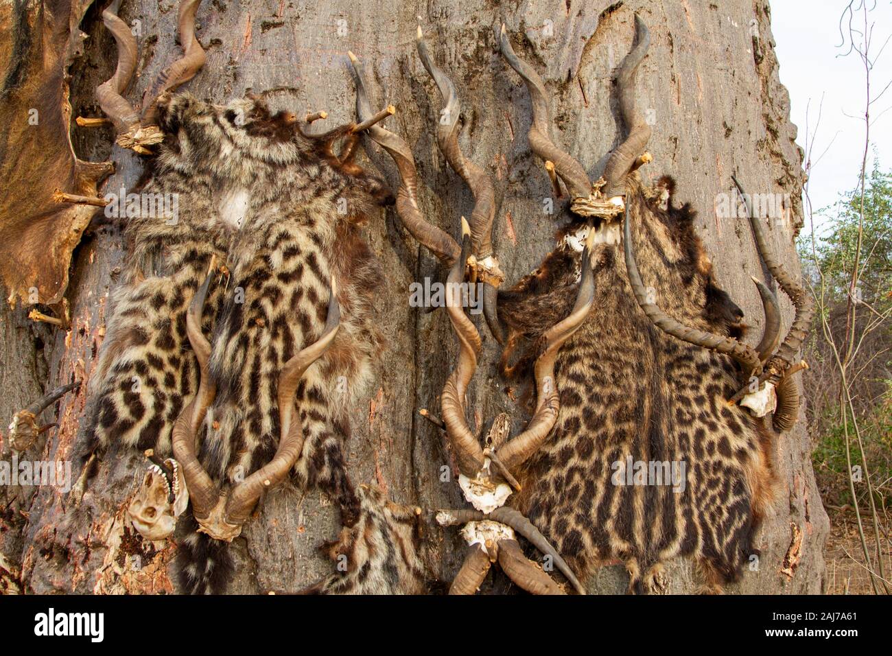 Peau et cornes d'animaux chassés par des chasseurs de tribus hadzabe, un groupe ethnique indigène du centre-nord de la Tanzanie Banque D'Images