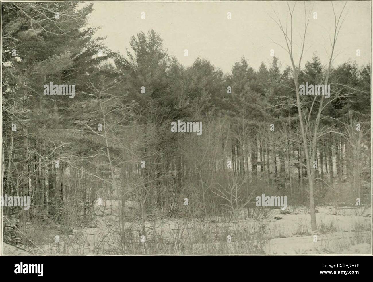 Le pin blanc (Pinus strobus L.) . Fig. 1.-une pinède éclaircis à New h..je embaucher (arbres 51 Yeak^ ; d : oo , à l'Acre. Fig. 2.-dans le New Hampshire de jeunes pins (arbres de 20 ans O^^.MALADIES ET DANGERS DANGERS ET MALADIES. 49 Le Livre blanc Iiiie est suhjcct consideriible nuuiber, à ii d'chistructive iiithiciices spoiitiirnoLisly whengrowiiij^ encore, mais j'irjje « jiropoition ];de tliose iiii,j;iit être uvoided si correctement understoodand protégée, puisqu'ils sont en grande partie à la dne linman agence. Les blessures par les humains. Le propos de Forest lircs a été aussi discuté à fond qu'il est un Banque D'Images