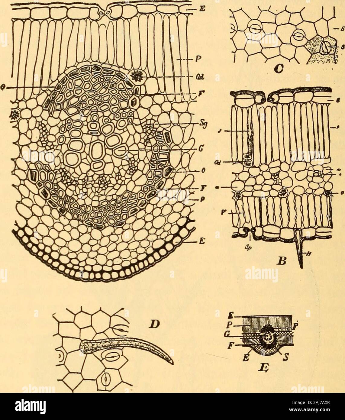 La pharmacognosie scientifique et appliquée destiné à l'usage des étudiants en pharmacie, comme un livre à la main pour les pharmaciens, et comme ouvrage de référence pour l'alimentation et des analystes et des pharmacologues . Fig. 142.-Cassia acutifolia : 2£, direction générale de la fructification ; F, d'une seule notice ; G, une cosse.Cassia angustifolia : H, une seule feuille ; J, une gousse.-Après Taubert. Structure interne.-Voir Fig. 143. Poudre.-vert foncé, ressemblant à l'Alexandrian senna, mais hasrelatively peu de non-poils glandulaires. Électeurs.-séné feuilles contiennent des whichyield oxymethylanthraquinone plusieurs glucosides foundin composés semblables à ceux de l'aloès et de rhubarbe ; un Banque D'Images