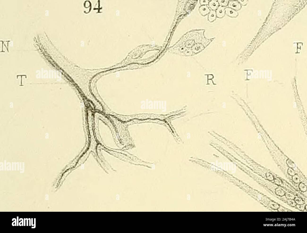 Annales des sciences naturelles . 95. 93^ ^ f U R-J 5^^ ^N Banque D'Images