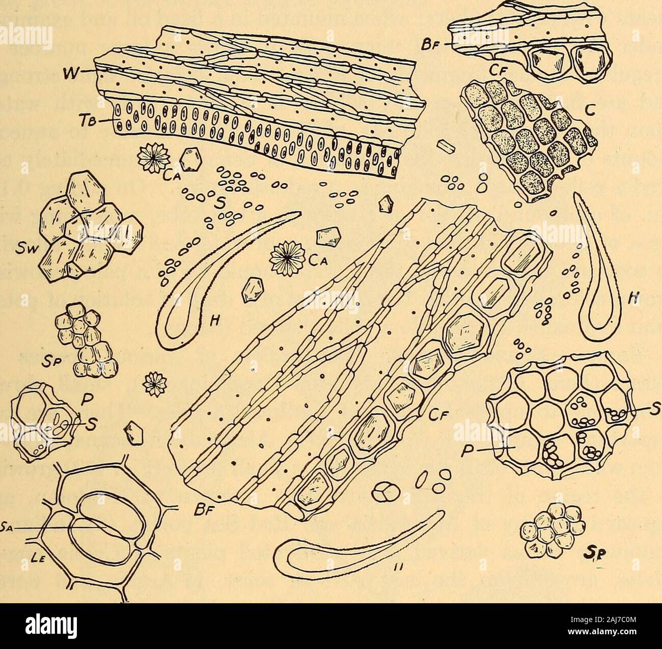 La pharmacognosie scientifique et appliquée destiné à l'usage des étudiants en pharmacie, comme un livre à la main pour les pharmaciens, et comme ouvrage de référence pour l'alimentation et des analystes et des pharmacologues . ar à l'espagnol de la réglisse. Il contient 6  % de la glycyrrhizine et glycyramarin considérables. Un certain nombre de plantes de cette famille contiennent des principes semblables, comme toglycyrrhizin la racine et les feuilles d'Indien ou la Jamaïque réglisse(Abrus precatorius) de l'Inde et des Antilles ; la racine de Ononisspinosa, une herbacée vivace de l'Europe, et d'autres espèces d'Ononis ainsi ; (Robinia Pseudacacia l) de l'United St Banque D'Images