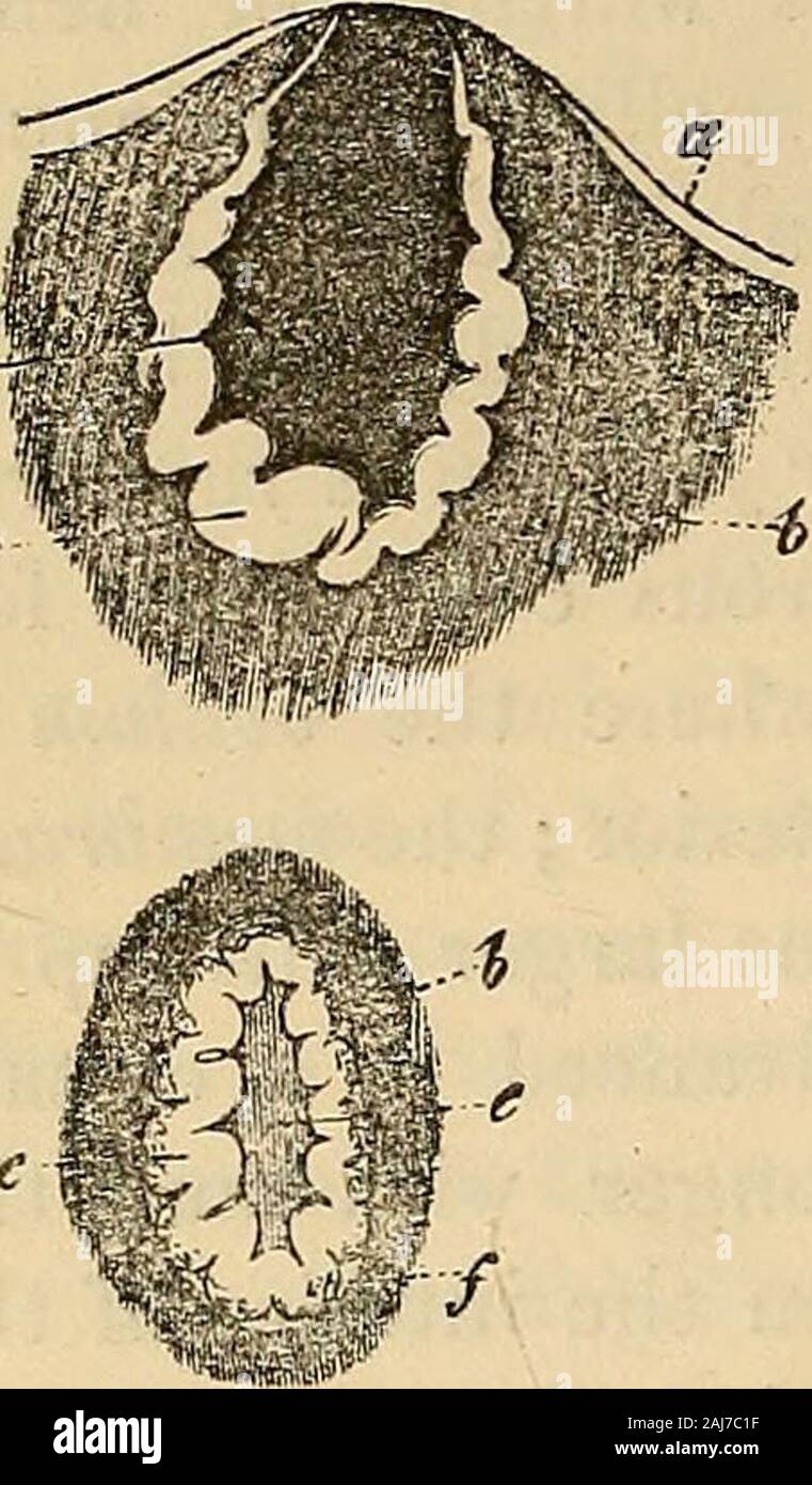 Manuel d'histologie humaine . ue à la détacher-ment de l'ovule et, lorsque dans la perfection, apparaissent comme roundishor cabinet ovale, organismes, pour la plupart plutôt plus grand que l'ancien folli-cles, et sont habituellement visibles même à l'extérieur, que des projections,exposant sur le sommet d'un ganglion stellaire archaios, découlant d'therupture du follicule de Graaf. Extérieurement ces organes, arebounded vers le stroma de l'ovaire, par une fine membrane whitishfibrous (fig. 266, 2/), remplacé par une teinte jaune vas-culière scie, ce qui est beaucoup dupliquée, et par conséquent, appearsthicker (fig. 266 c) ; et dans l'intérieur est un plus grand Banque D'Images