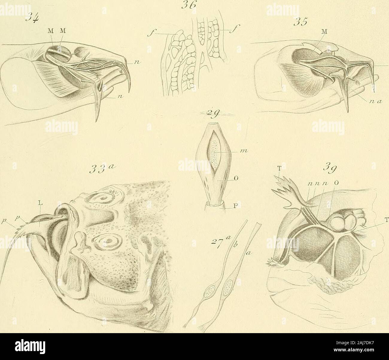 Annales des sciences naturelles . 2 3 3 ,S^ b. k3 ^^ ^◎ ^ y) /2 ^. /, .I,i/ur/ ,7/1. 7uz/. de/l. Uic^csje- se 0/ (/un p. r t//^ à r/ r/ ? E r JMP. A. , ?,7/jii,/i,r. Régime TIR///,/ :..r^jYi/wifi/e,.Est, J,ij-i,r. Ann, des Sw.iiat. 5® Série, 4Î Zool. T,16. PL.6. 40 C- ^ 45 49 50 44 49 42 43 46 .r.-^5 aïSi^^^3^^-;ï ;:ï.v ; Jotert adîiat^- C..del. 1 adterlj auer litn. Du Orpanes touclier çtut /pin .BCE- ,j'^nrU. A/in. Sfienr deiT . n/7/. cV, JV/vc . Zli/ ?W lù, f/. 7, ^7 Banque D'Images