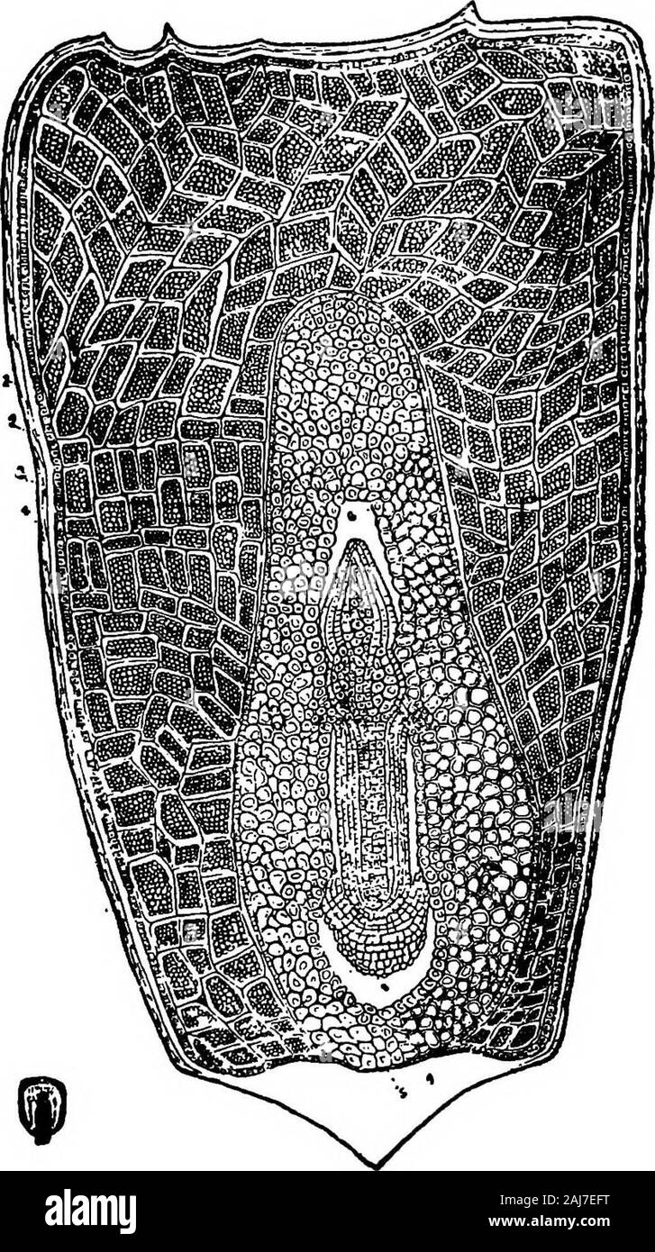 Les sols et les cultures de la ferme . orembryo mce et l'endosperme. L'endosperme consistsof de cellules à paroi mince plein de cellulose et starchgrains ? Très peu de matières azotées. InBweet com, au lieu de les cellules de l'albumen être-ing rempli de grains d'amidon, ce dernier arechanged au glucose, et de la diminution causée par le fait de latransformation de grains de maïs doux froissé. Pod à part le maïs, il y a cinq types d'classesof ou le maïs. Les différences dans ces types. arevariations dans la forme du noyau et dans le re-rangement des cellules d'amidon de l'endosperme, ex-ec Banque D'Images