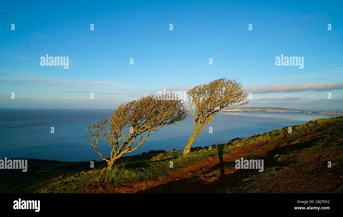 Arbres en forme de vent sur Brean Down, Somerset, Angleterre. Banque D'Images