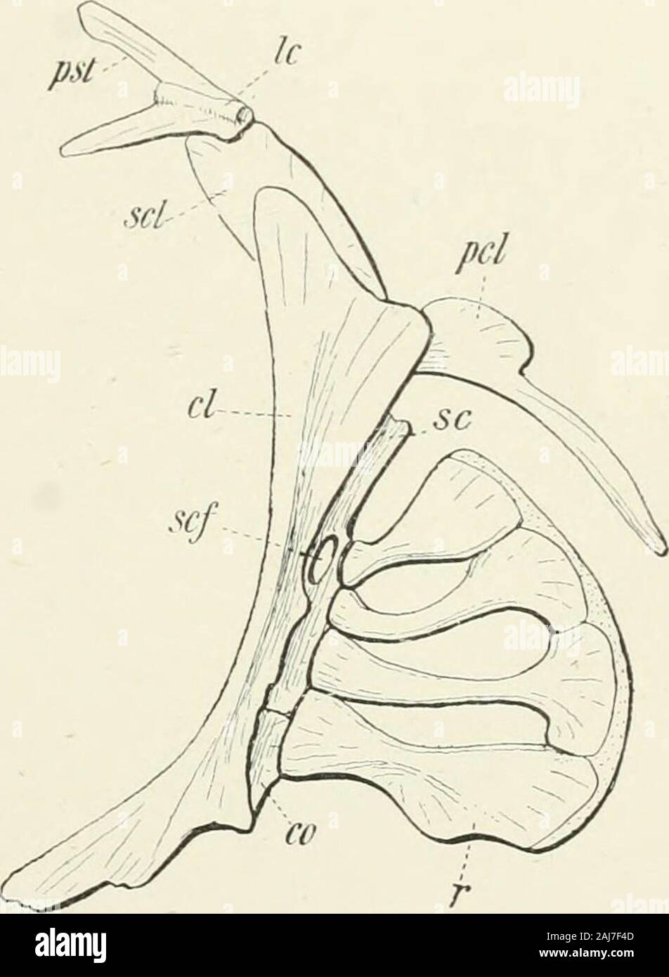 Un traité de zoologie . ps. PVS. Fio. 47 viiitral^ Obliqui virw epadogafter »{ I.goua)iii, BAC. a, de l'anus ; salut ; ouverture branchiale, n,p ; narine gauche, pfctoial lin qui rejoint le .droit de former la pointe de la nageoire pectorale, sucker 21.s;pv, boîtes pelviens combinés pour former le plancher pelvien sucker, jir.x. en partie par les nageoires pelviennes largement séparées, et en partie par les nageoires pectorales (Fig. 479) ; la ceinture pelvienne, cleithra, et postclavicles sont étendues à l'appuyer, et l'ensemble de la ceinture pectorale est beaucoup -^ 7 modifié. Les nageoires médianes .../ -x sont inermes. Gobiesox, BAC. Ghorim chismus ;-, grange. ; Gowan,Lepadogaster Banque D'Images