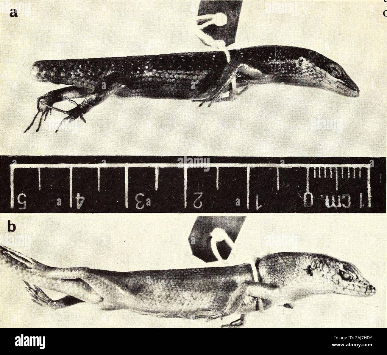 Le Victorian naturalist . tion : Snout-Vent longueur (mm) : 28,5 - 47,9 (n^27 Moyenne 39,0,). Queue( %SVL) : 142 - 174 (N--7, moyenne 155). Mais touchor Prefrontals principalement sous forme séparée une suture dans 12 % ofspecimens. Supraciliaries,7 en général, parfois 6 Rarement 8 (N =27, moyenne 6,8).Palebral grand disque. Palebral chariotélévateur, ouverture de l'oreille, le disque est plus axishorizontal, très rarement vertical, avec une petite a souligné l'échelle du lobule.milieu lignes 27 - 32 (N =27, moyenne28.9) ; les écailles dorsales, moderatelytrikeeled andregularly forme façon hexagonale, alignés. Dans fourthtoe lamelles doux, 22 - 28 (N-26, 26 Banque D'Images