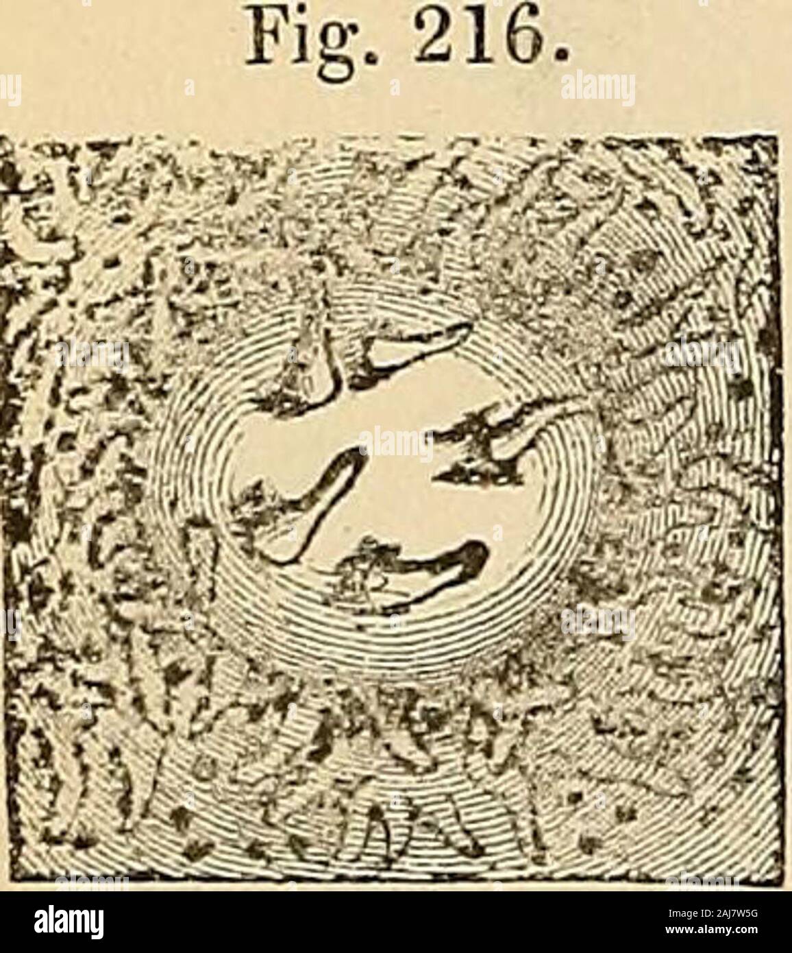 Manuel d'histologie humaine . [Glandules) solitarice ressemblent à des éléments de l'espace SEPA de Peyers patches si étroitement dans la taille, contenu (j'ai aussi vu les navires en eux),et la structure générale, qu'il n'est pour les considérer comme noreason distincte, particu-lièrement depuis le numéro de l'folliclesis sous réserve de toutes les variétés possibles ; et depuis, au moins chez les animaux, nous trouvons Peyers patcheswith 2-3-5 follicules. Dans l'homme, comme allwriters avec justice d'accord, leur nombre est ex-ceedingly inconstante ; parfois, on peut être pas trouvés, whilstin d'autres cas, l'ensemble de l'intestin, aussi loin que les marges du il Banque D'Images