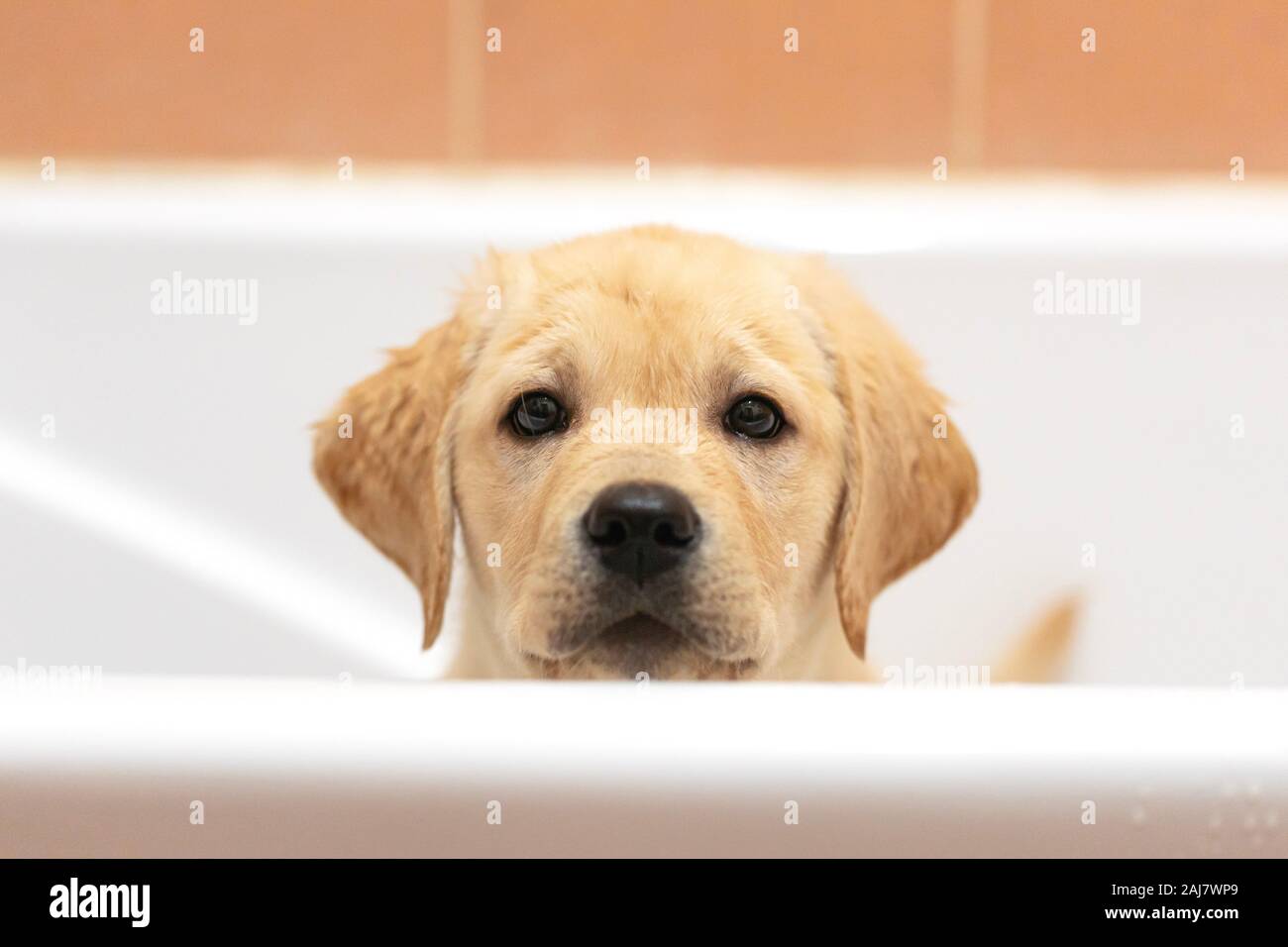 Chiot mignon posant dans une baignoire, attendant d'être lavé. Animaux domestiques accueil baignade concept : labrador retriever chien dans une salle de bains minimaliste. Banque D'Images