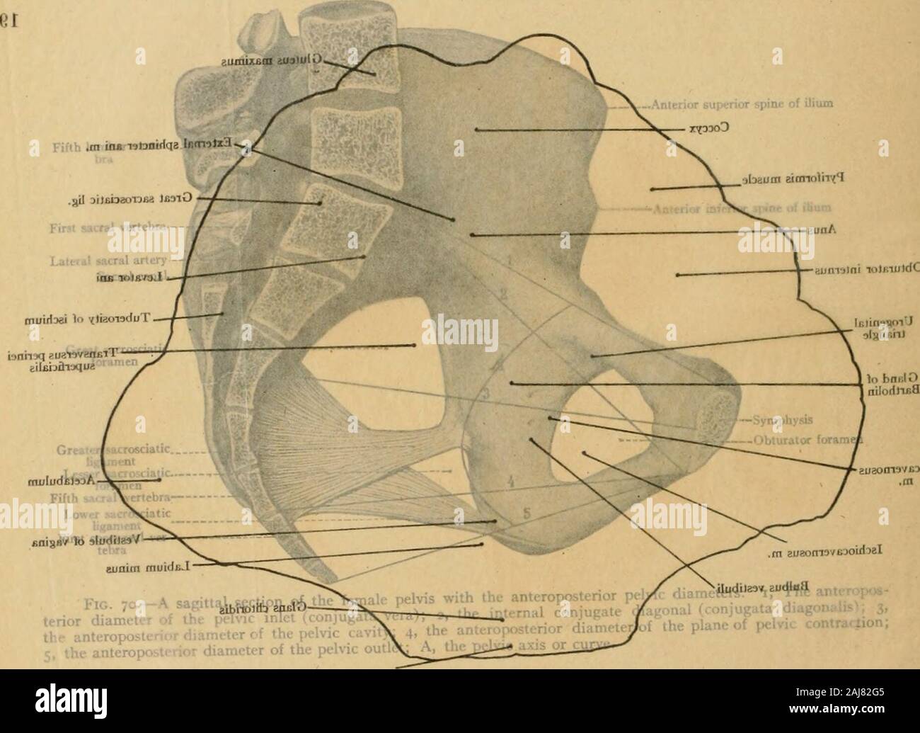 Texte et Atlas-livre de l'anatomie topographique et appliquée . Glans clitoridis .. mesurée dans le lronjugata au milieu de diag. ≪riT/orubral plan W disque entre la dernière -la sortie du bassin inférieur de la ma. Onglet. 19. Banque D'Images