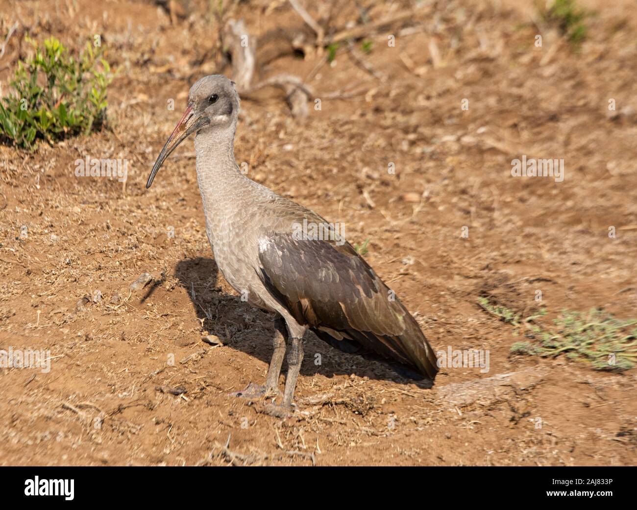 / Hadeda Ibis hagedash (Bostrychia hagedash) se nourrissent dans les herbages Addo Elephant National Park, Afrique du Sud Banque D'Images
