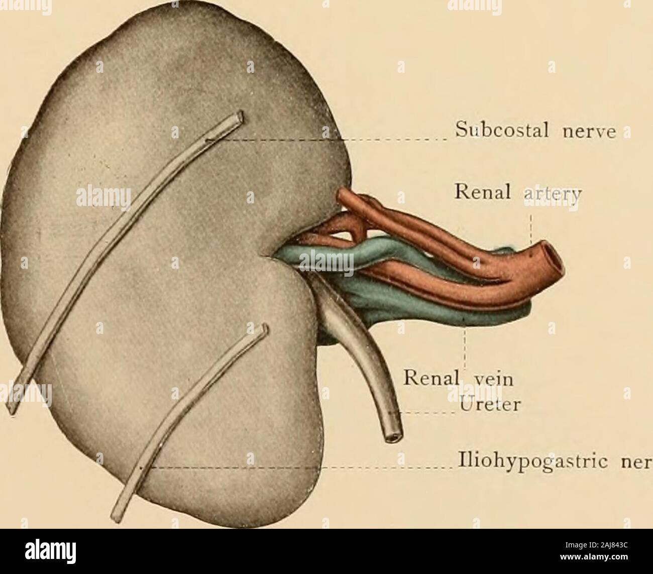 Texte et Atlas-livre de l'anatomie topographique et appliquée . Fig. 66. Fig. 67. En ordre décroissant surrénale partie des nferior duode flexi duodénal Banque D'Images