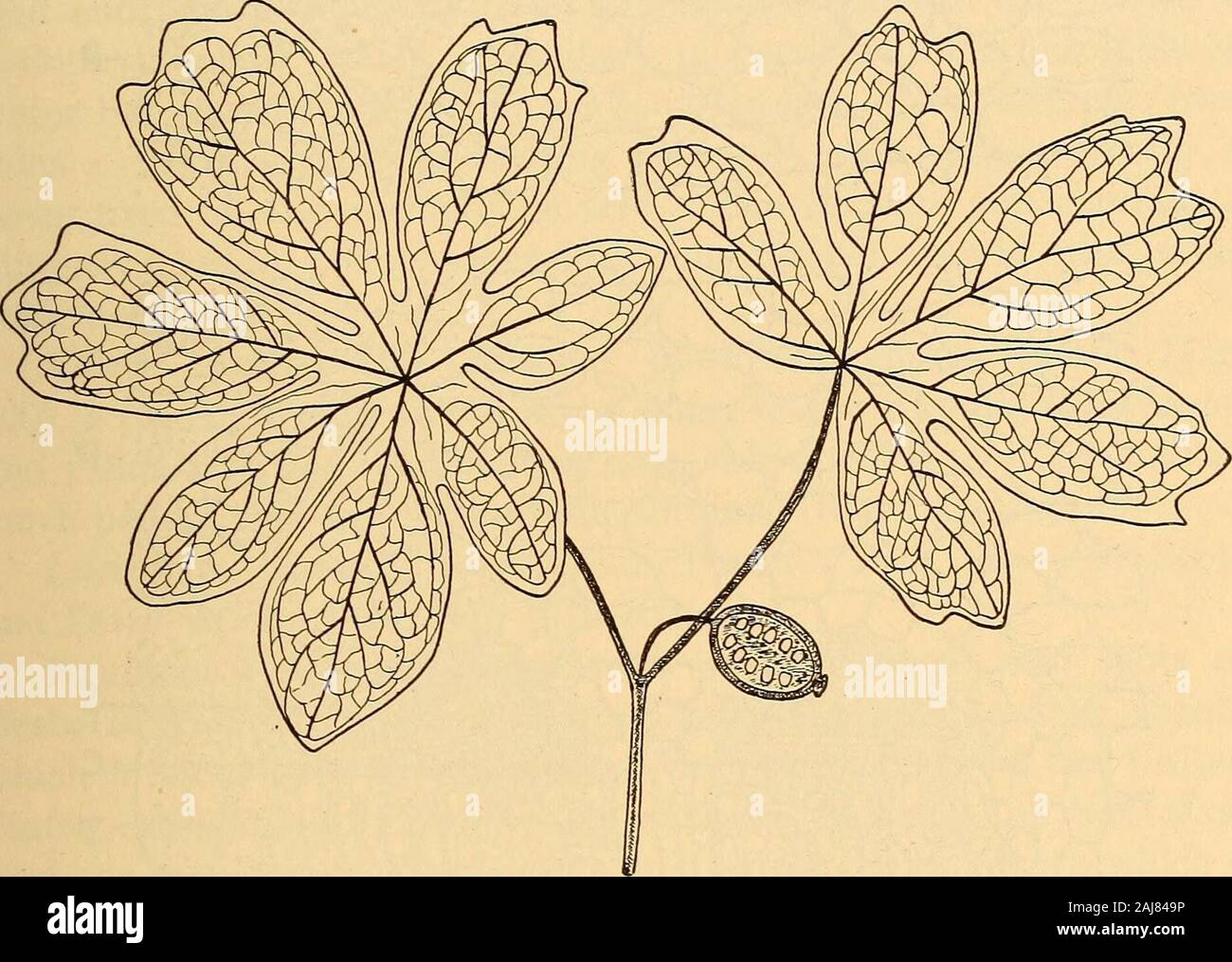 La pharmacognosie scientifique et appliquée destiné à l'usage des étudiants en pharmacie, comme un livre à la main pour les pharmaciens, et comme ouvrage de référence pour l'alimentation et des analystes et des pharmacologues . cur greenishor cristaux prismatiques d'une substance organique. Corps globulaire,ressemblant à la silice, ont été trouvés dans les cellules des rayons médullaires de thepetioles de Lardizabala. Dans les chloroplastes de la palissade se tissuesof Berberis vulgaris ou aciculaires cristalloïdes sphénoïdal. Thenon-poils glanduleux habituellement unicellulaires sont, dans certains cas, ils se composent de 231 PODOPHYLLUM une chaîne de cellules, le terminal 1 de w Banque D'Images
