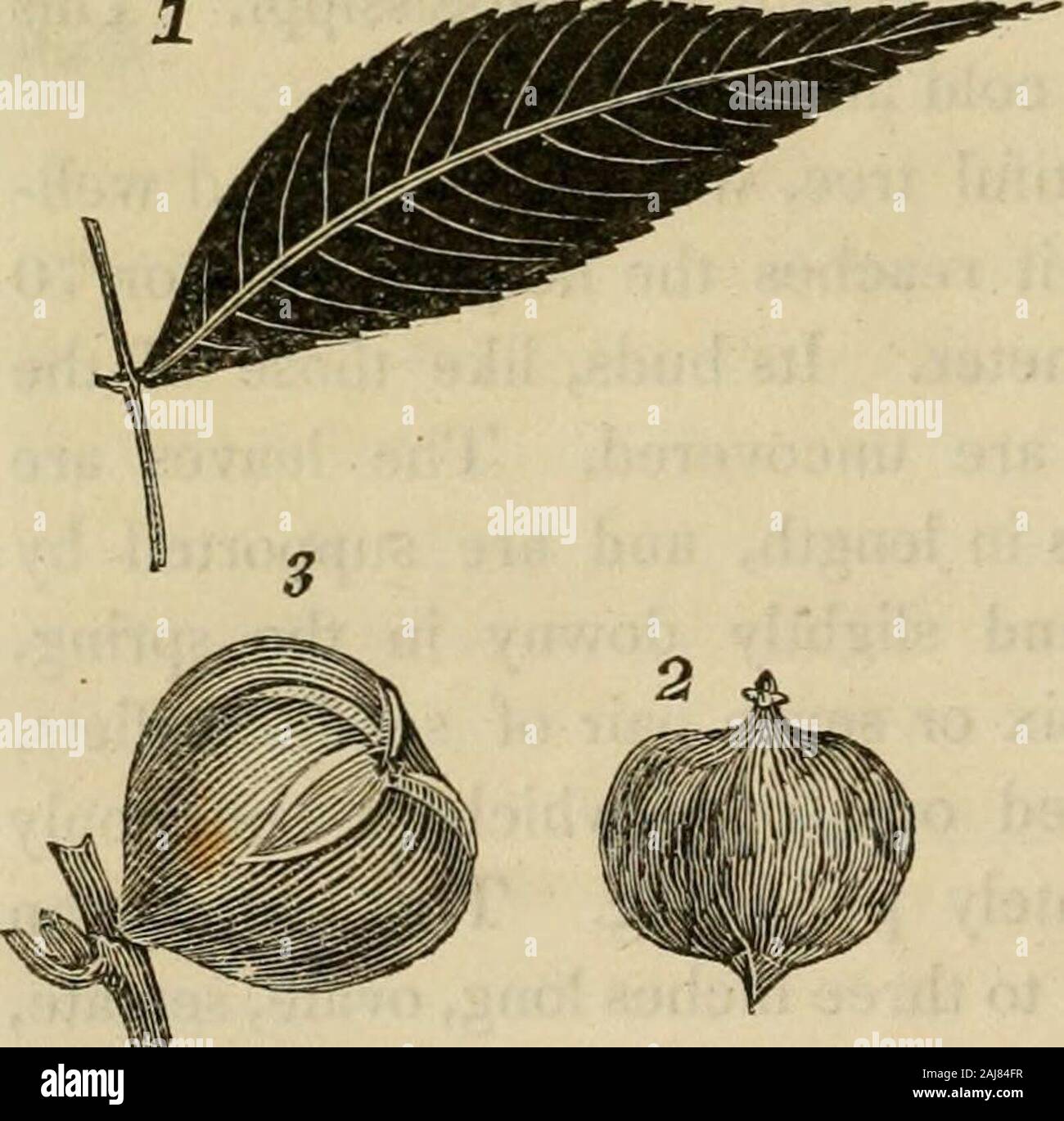 La sylva americana ; ou, une description de la forêt arbres indigènes de la United States, pratiquement et botaniquement considérés . antic membres. Le bois de l'pacanenut est, à grain grossier et comme theother hickories, lourd et compact : il possède aussi greatstrength et durabilité ; mais à ces égards, il est plus moins tomany d'autres espèces de ce genre. Bien qu'il mérite l'attention, et par la culture assidue, elle peut être portée à un haut degré. ofperfection Pignut Hickory. Juglans porcina. Cet arbre est generallyknown Statesby dans l'andHognut Pignut le nom de Hickory, parfois Banque D'Images