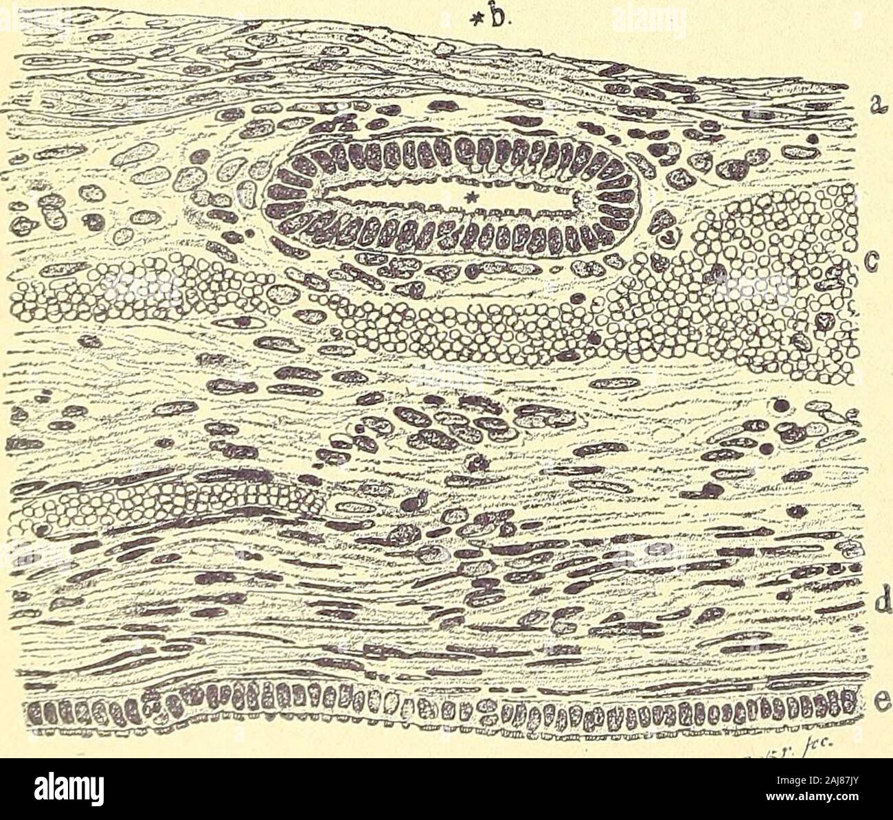 Gynécologie : Coopérative . couches est, cependant, usuallywanting. Les  glandes vaginales.-l'existence de glandes vaginales a été muchquestioned,  mais F. von Preuschen en 1877, après un examen attentif des ofthirty-six  organes, glandes vaginales