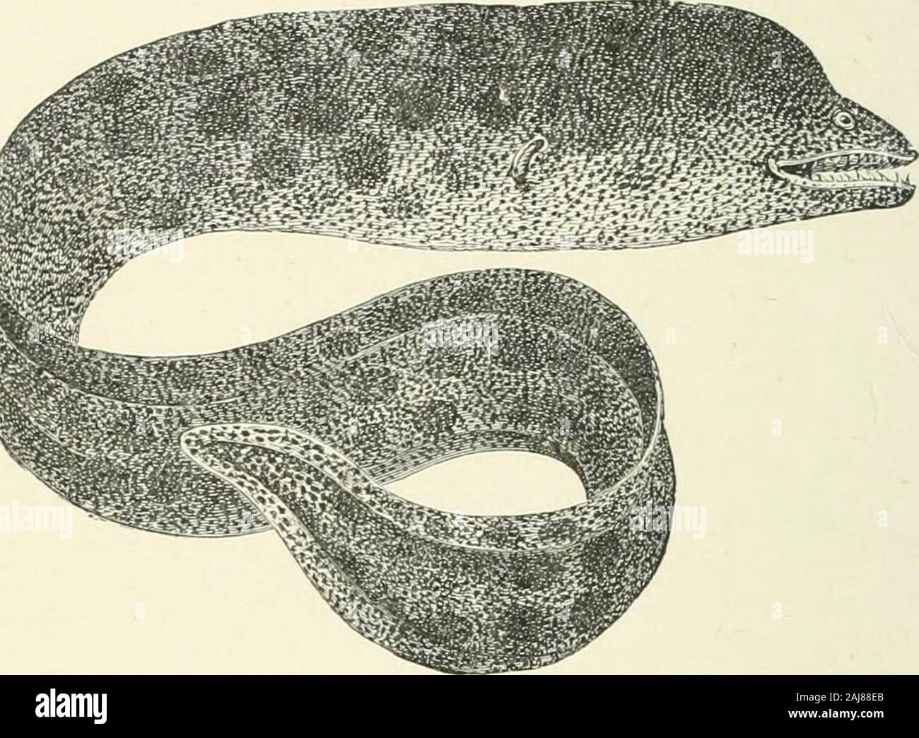 Un traité de zoologie . 14, 15;branchiostèges, subopercular interopercular ; 16, 17 ;, preopercular angidar ; 18, 10 ;, mohyal ; 20, cerato-hyal ; 21, 22 ; articulaire, basihyal ; 23, 24 ; dentaire maxillaire ; 25, 26 ; ptérygoïde, auadrate ; 27,parasphénoïde. B. Groupe Colocephali. La tête est bien comprimé, l'os palatin,très anormale et la place de la prémaxillaire et maxillaire semble être pris par courroie crantée etlimo-vomer et ptérygoïde. Derrière le palato-ptérygoïde arch est incomplète ; l'hyomandibular thequadrate roulement soit bien fixé à la boîte crânienne. Le bonesare operculaire tous présents, mais très petit. Banque D'Images
