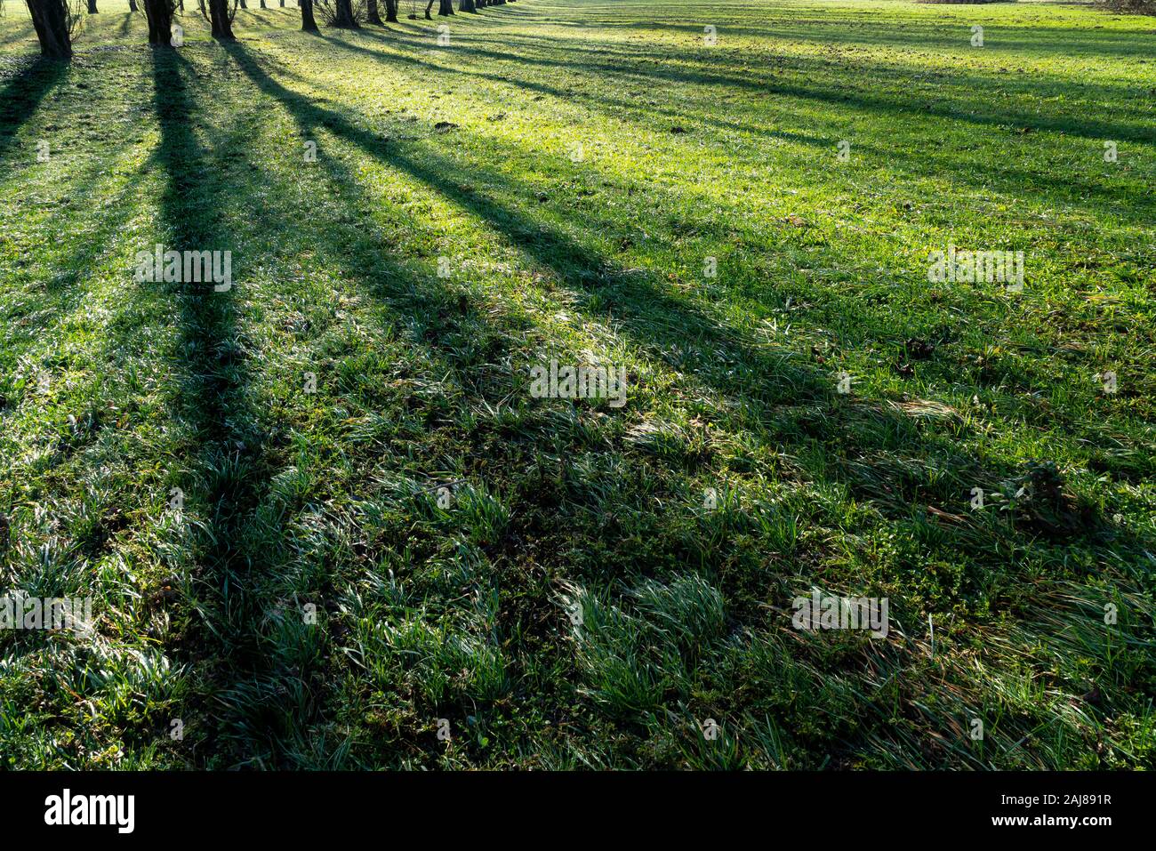 L'ombre des arbres reflétée sur l'herbe d'une prairie dans le matin Banque D'Images