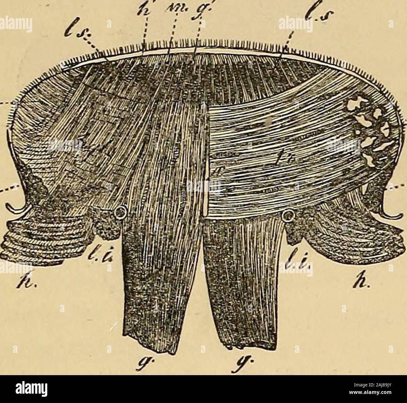Surface Superieure De La Langue Banque De Photographies Et D Images A Haute Resolution Alamy