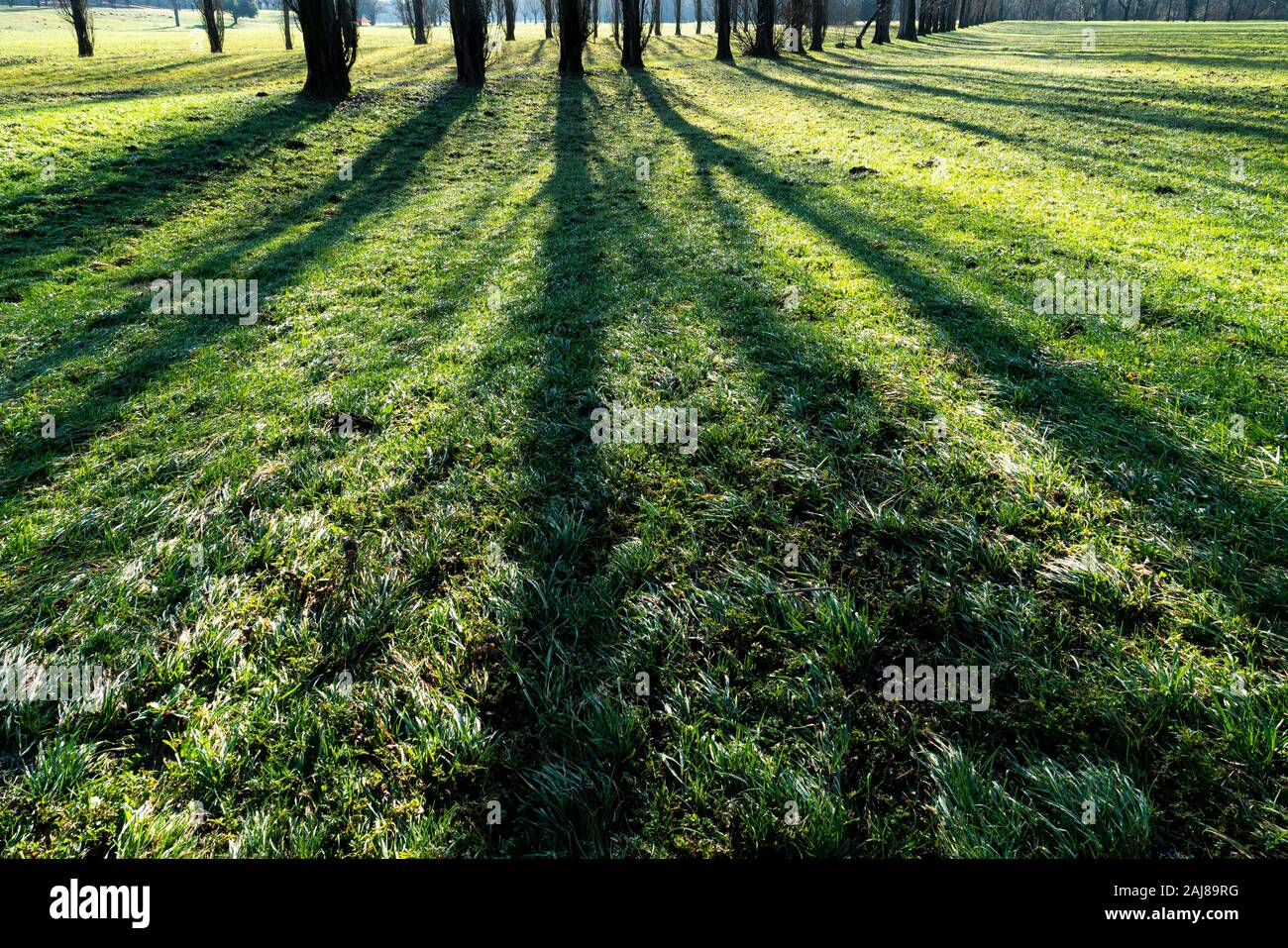 L'ombre des arbres reflétée sur l'herbe d'une prairie dans le matin Banque D'Images