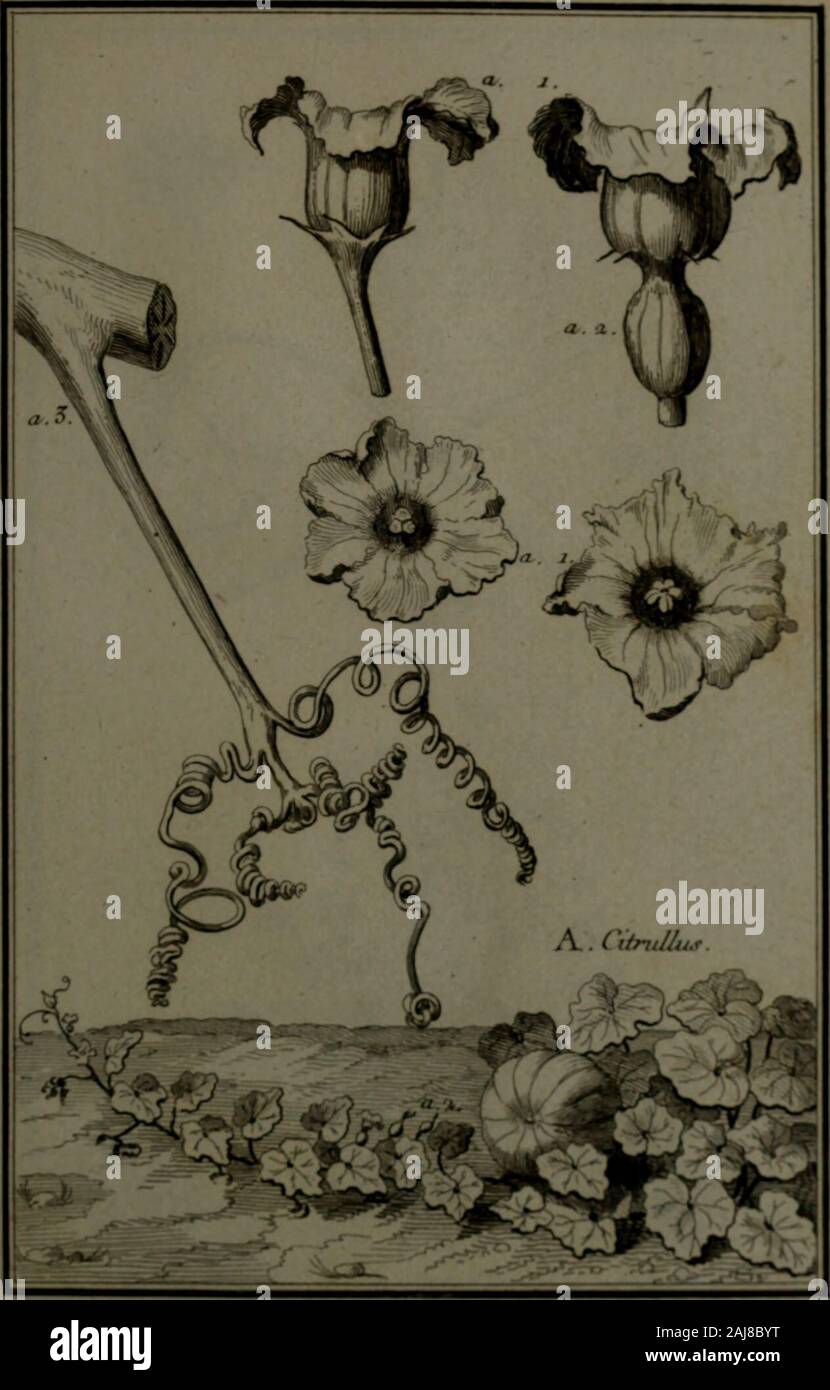 Description, vertus et usages de sept cents dix-neuf plantes : tant étrangeres que de nos climats ; et de cent trente-quartre animaux, en sept cents trente planches, gravées en taille-douce, sur les desseins d'après nature, de M de Gersault, par MM. de Fehrt, Prevost, Duflos, Martinet, &c et rangées suivant l'ordre du livre intitulé Matière médicale de M Geoffroy .. . Banque D'Images