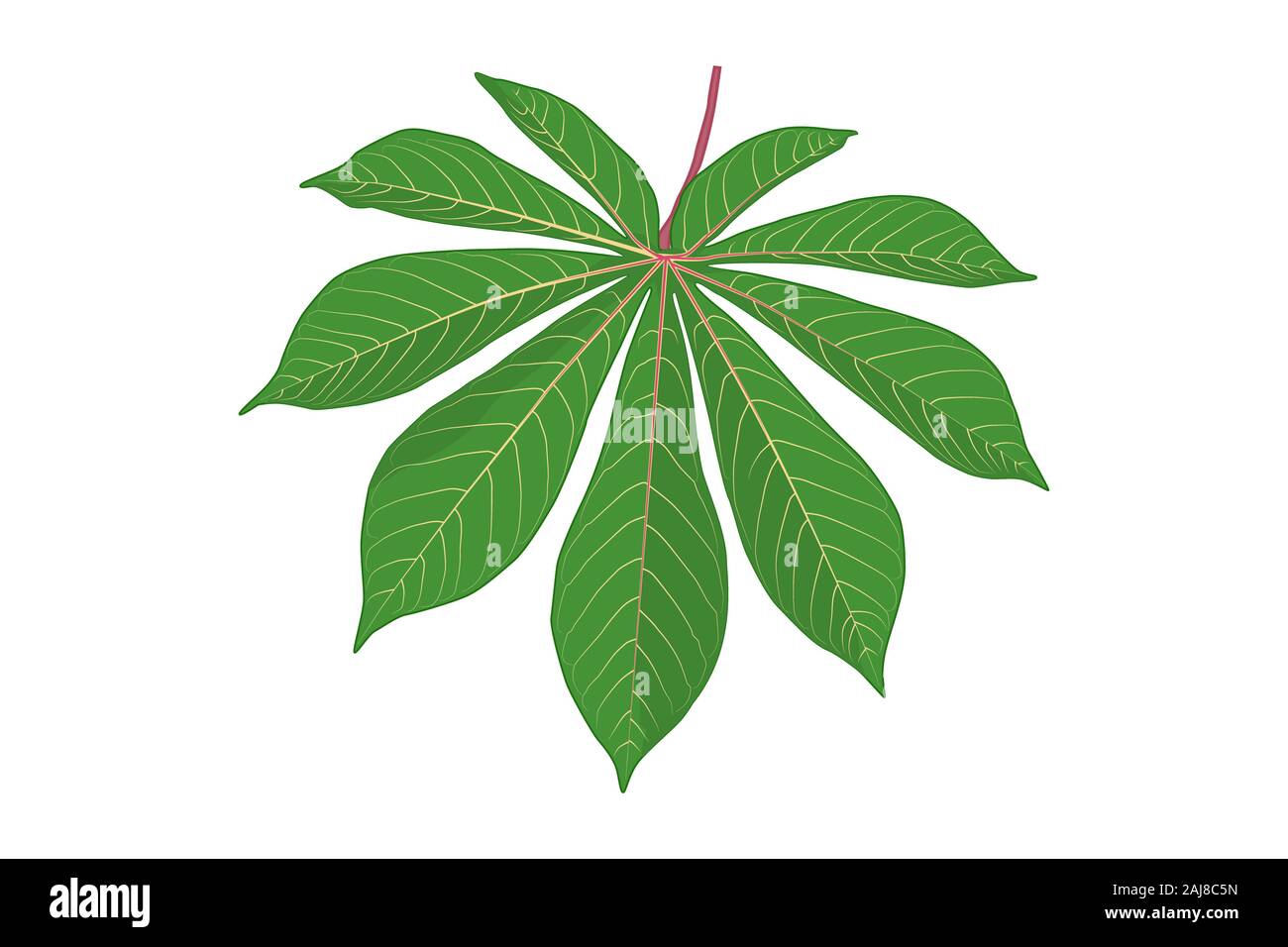 Feuilles de manioc isolé sur fond blanc. L'icône verte feuille de manioc dans le style. La forme des feuilles des plantes tropicales. Le tapioca. Plante exotique.Stock vector Banque D'Images