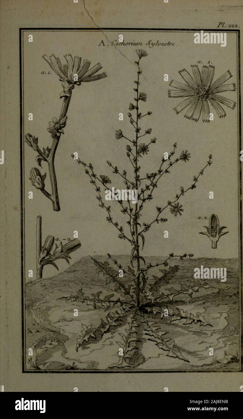 Description, vertus et usages de sept cents dix-neuf plantes : tant étrangeres que de nos climats ; et de cent trente-quartre animaux, en sept cents trente planches, gravées en taille-douce, sur les desseins d'après nature, de M de Gersault, par MM. de Fehrt, Prevost, Duflos, Martinet, &c et rangées suivant l'ordre du livre intitulé Matière médicale de M Geoffroy .. . Banque D'Images