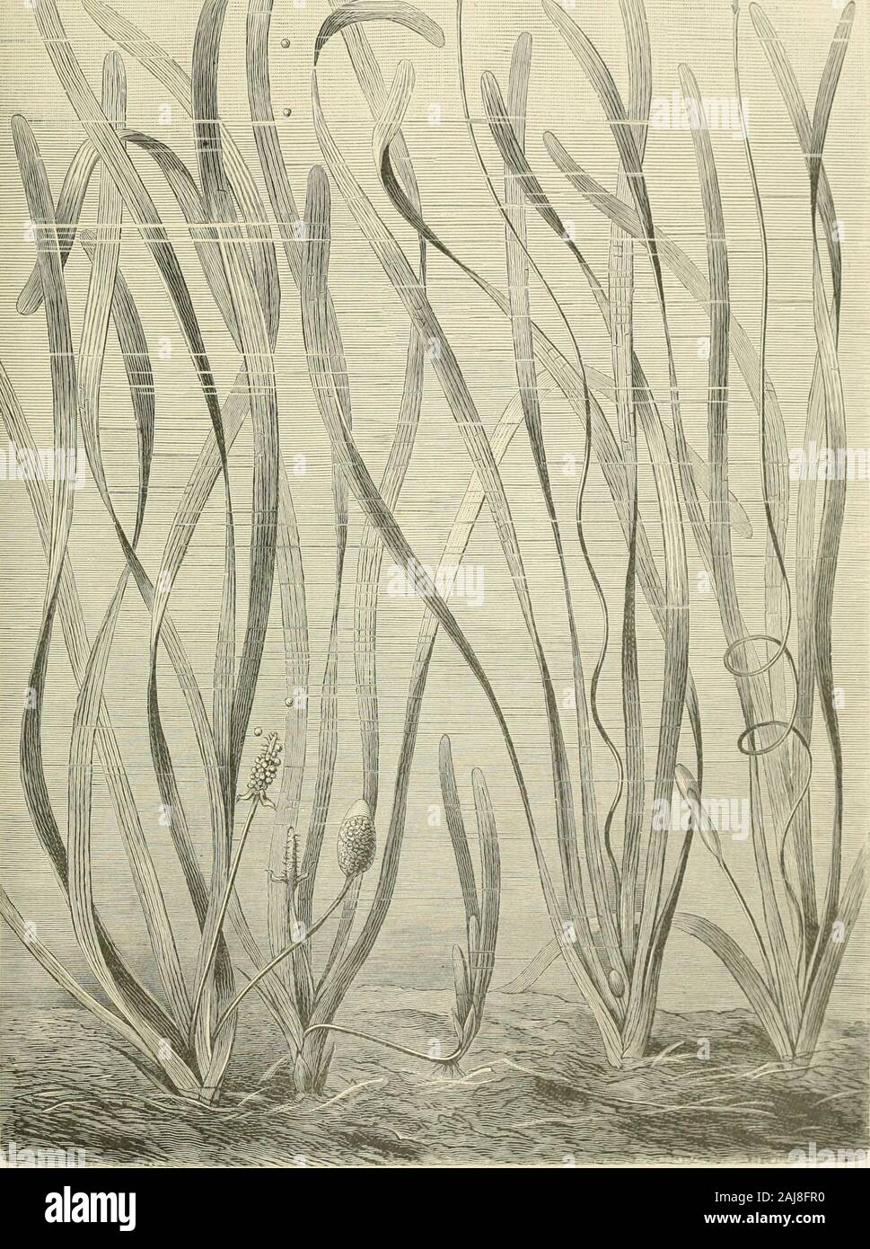 L'histoire naturelle des plantes, leurs formes, la croissance, la reproduction et la distribution ; . borneon sont très longues tiges. Les feuilles en forme de disque-blades couche avec leur face inférieure à la surface de l'eau, tandis que leur surface supérieure est exposée à l'air. Lesécrous des brides des lames-branches traverse donc- tout le profondeur de l'eau, et ressemblent à des cordes la feuille flottante rprinter-disques sont ancrés dans le fond boueux. Les bords longs à destination,fleurs flottant, servir un but similaire. Ici aussi beincluded doit la fougère aquatique-comme-plante Marsilea. Ses feuilles rappellent celles de l'oxalide. L'Hydrocharis grenouillère (Hydro Banque D'Images