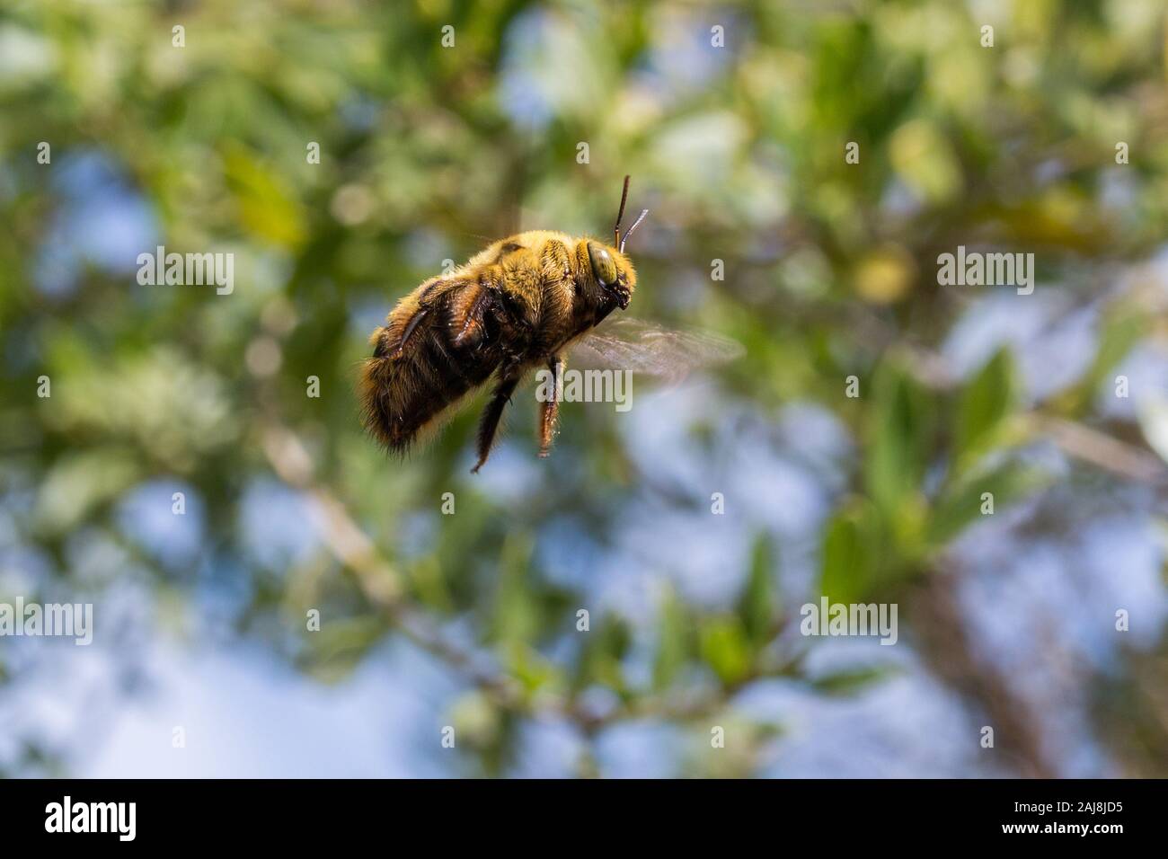 Un vol de bourdon dans le jardin de près. Banque D'Images