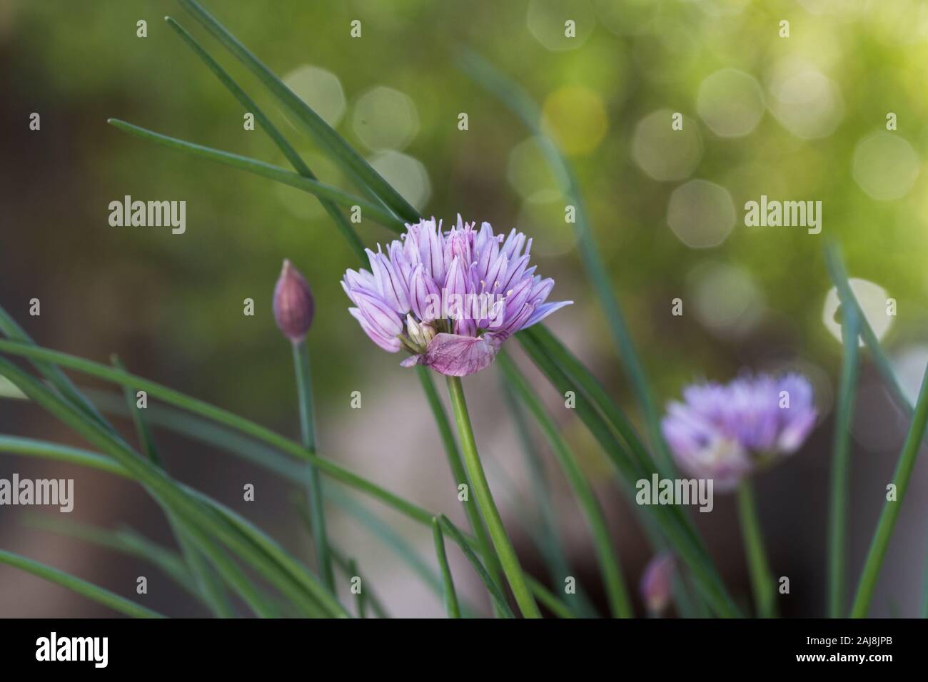 La ciboulette (Allium schoenoprasum) plante en fleur de près. Banque D'Images