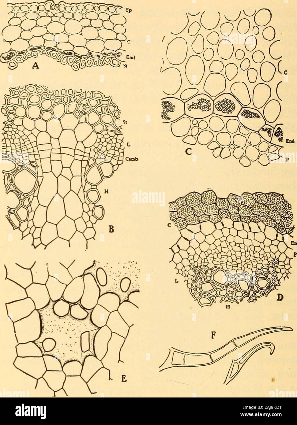 La pharmacognosie scientifique et appliquée destiné à l'usage des étudiants en pharmacie, comme un livre à la main pour les pharmaciens, et comme ouvrage de référence pour l'alimentation et des analystes et des pharmacologues . onvex,et fréquemment avec une fente centrale ; de nombreux éléments lignifiés,composé de la trachée, des fibres, des rayons médullaires et pithcells ; quelques poils glanduleux non typiques de la tige sont occasionallypresent. Électeurs.-huile volatile 0,5 à 1  %, l'importance du con-stituant est un poison amer bornéol, aristollochin serpentarin (principe), un principe alcaloïde, aristolochine ; couper Banque D'Images