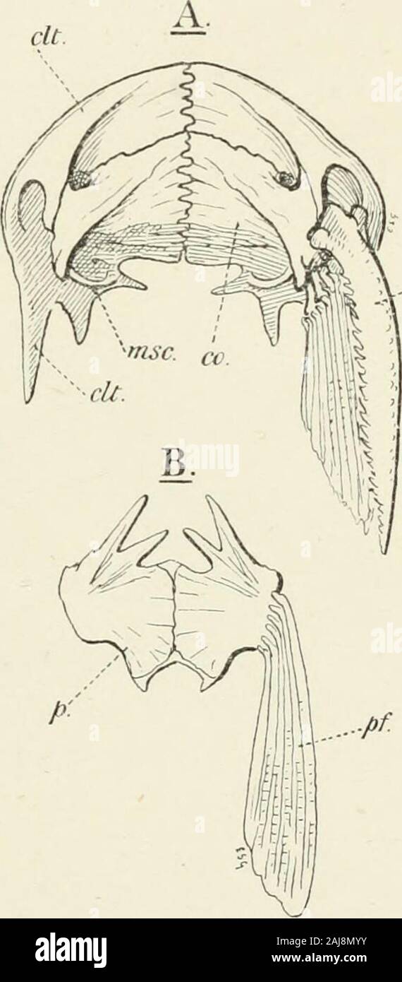 Un traité de zoologie . Une stridu-relative solide par le grattage de la première nageoire dorsale entre les lamines de theridged radiale de la fente profonde du quatrième et fifthneural Haddon (épines). L'actuelle grève somemost Siluroidei resem-blances superficielle au Cephalaspidaeand Coccosteidae. Si proche est thelikeness theClariinae (surtout chez les et des Ploceidae) comme evento tromper, afin d'Huxley observeras aiguë [227]. Il est admis que le nowgenerally resem-blance entre ces fossiles du Dévonien, Siluroideiand toconvergence est due. Famille des Ardéidés. Ce fishusually ont une nageoire adipeuse Banque D'Images