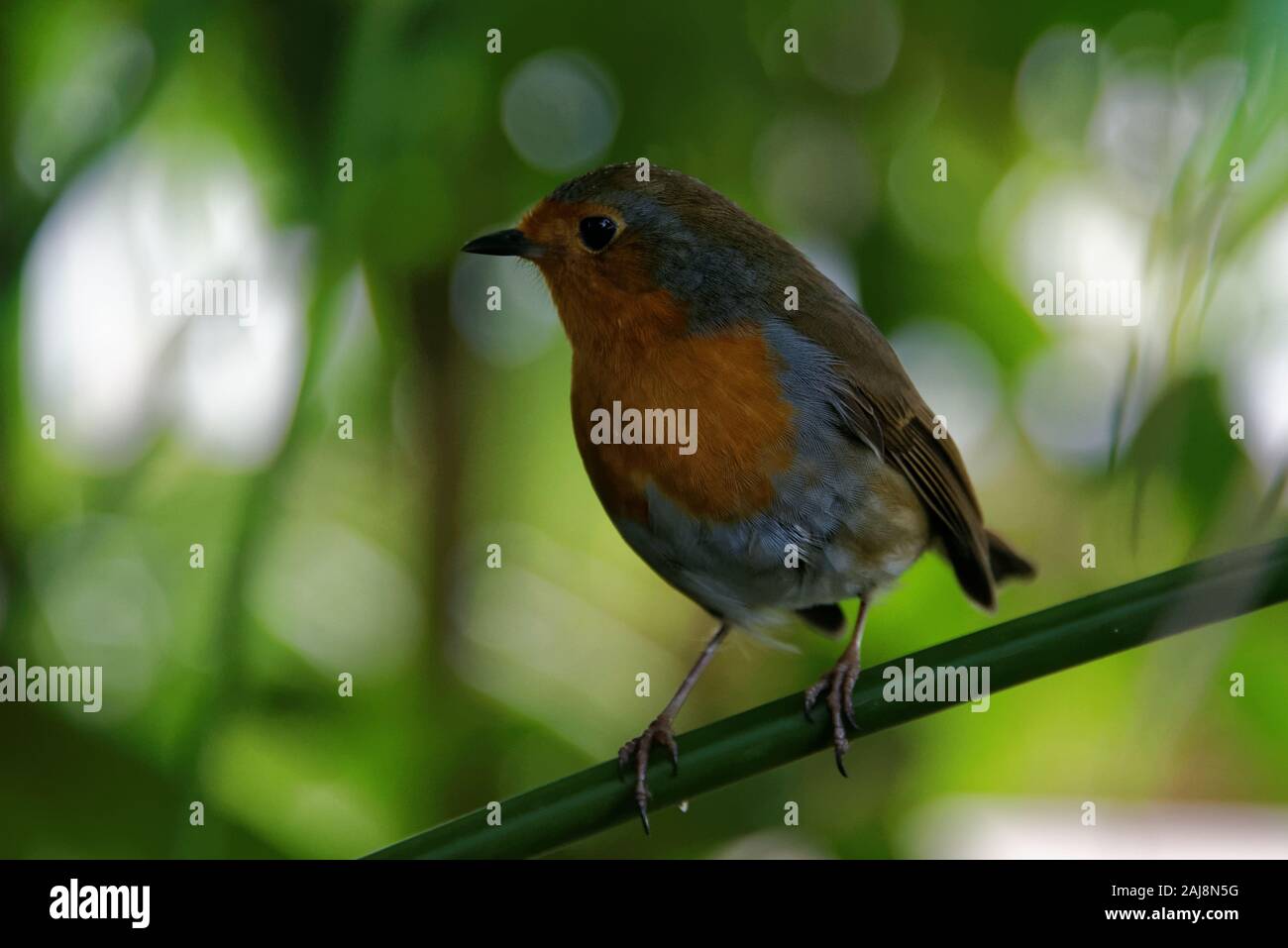 L'robin (Erithacus rubecula aux abords), connu simplement comme le merle ou robin redbreast dans les îles Britanniques, est un petit passereau insectivore. Banque D'Images