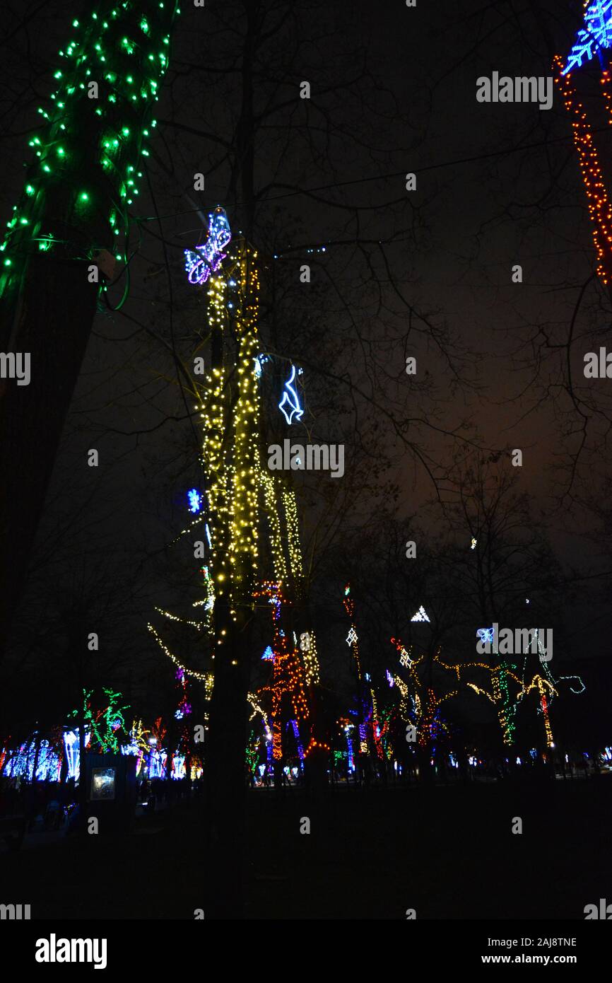 Arbres d'hiver multicolore lumineux enveloppé de Nouvel An et Rojdestvenski guirlandes de LED, les ampoules dans le parc de la ville de Dniepr, l'Ukraine. Banque D'Images