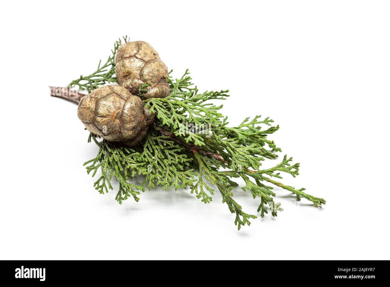 La direction générale avec les cônes de cyprès frais isolé sur fond blanc. Cupressaceae Banque D'Images