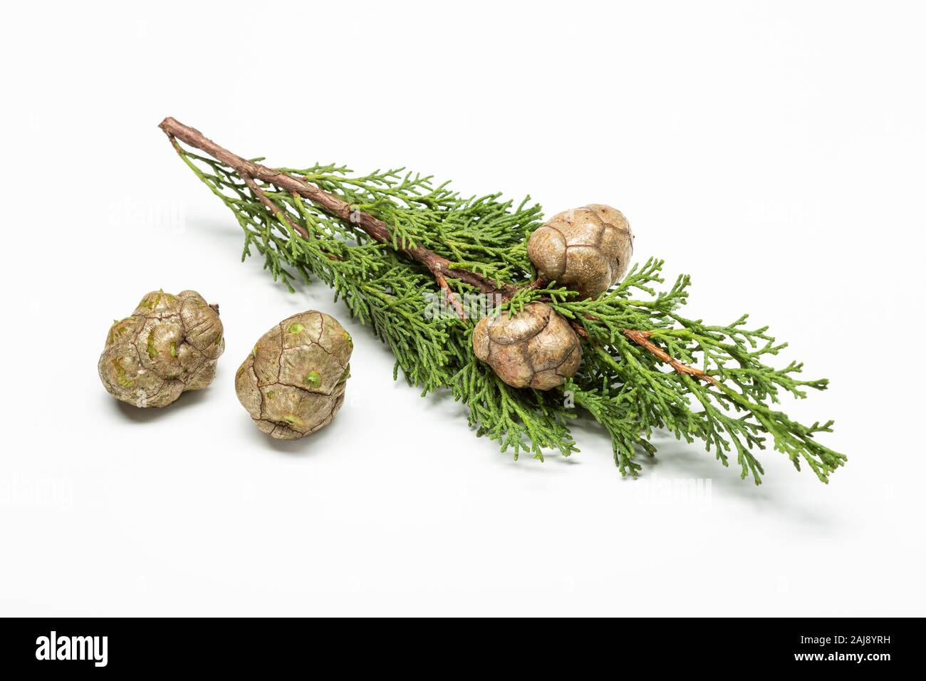 La direction générale avec les cônes de cyprès frais isolé sur fond blanc. Cupressaceae Banque D'Images
