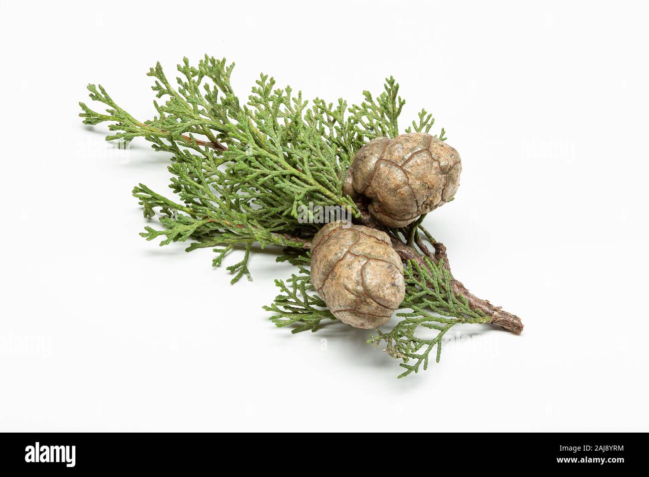 La direction générale avec les cônes de cyprès frais isolé sur fond blanc. Cupressaceae Banque D'Images