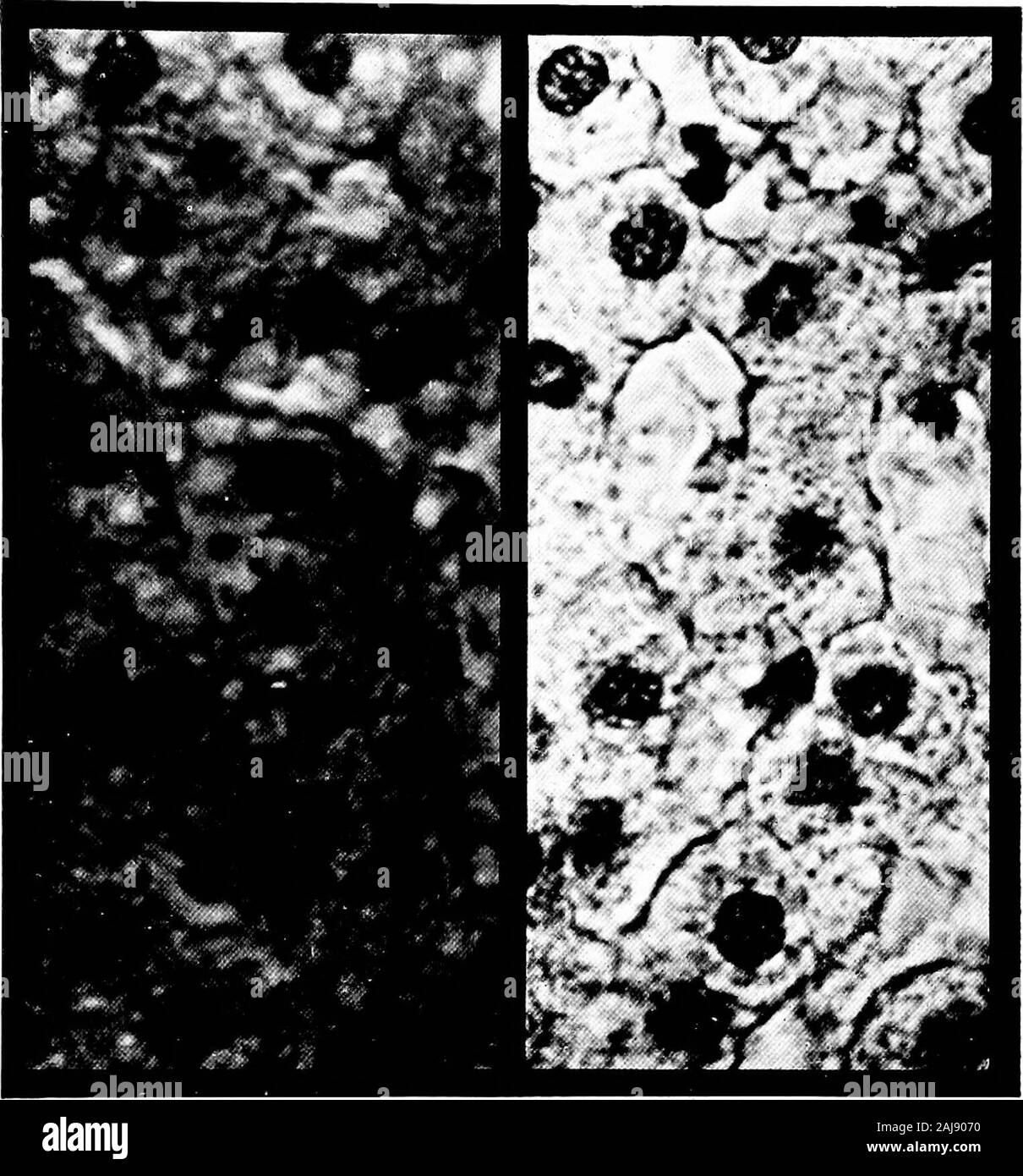 Une vision mécaniste de la guerre et de la paix . quand ils ont été chassés de leurs foyers, therewas ajouté l'activation constante de mal du pays. Des millions de personnes ont été soumis à thisvivisection, alors que nos expériences sur animalshave été limité à quelques centaines. L'activa-tion des belges a été poursuivi jour et nightfor semaines et mois, en fait, va continuer foryears, tandis que nos expériences sur des animaux mais dernière heures afew. Les sujets de nos expériences haveonly quelques mécanismes simples. Les Belges faitesfaire vaste dotation humaine d'une developedbrain. Les animaux utilisés en recherche médicale Banque D'Images