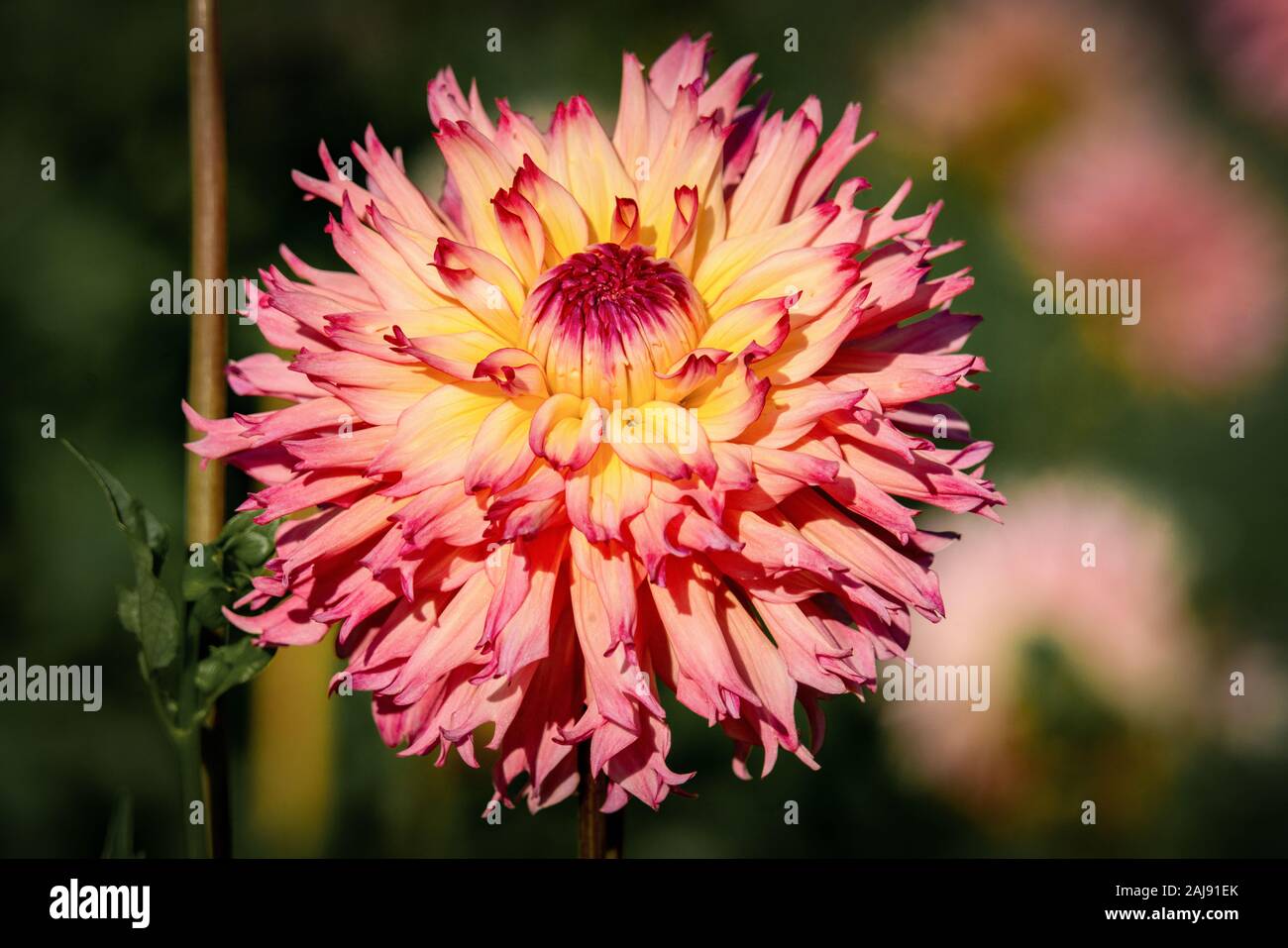 Plus gros plan d'une rose et jaune 'Hapet Perfekt' Dahlia fleur en plein soleil Banque D'Images